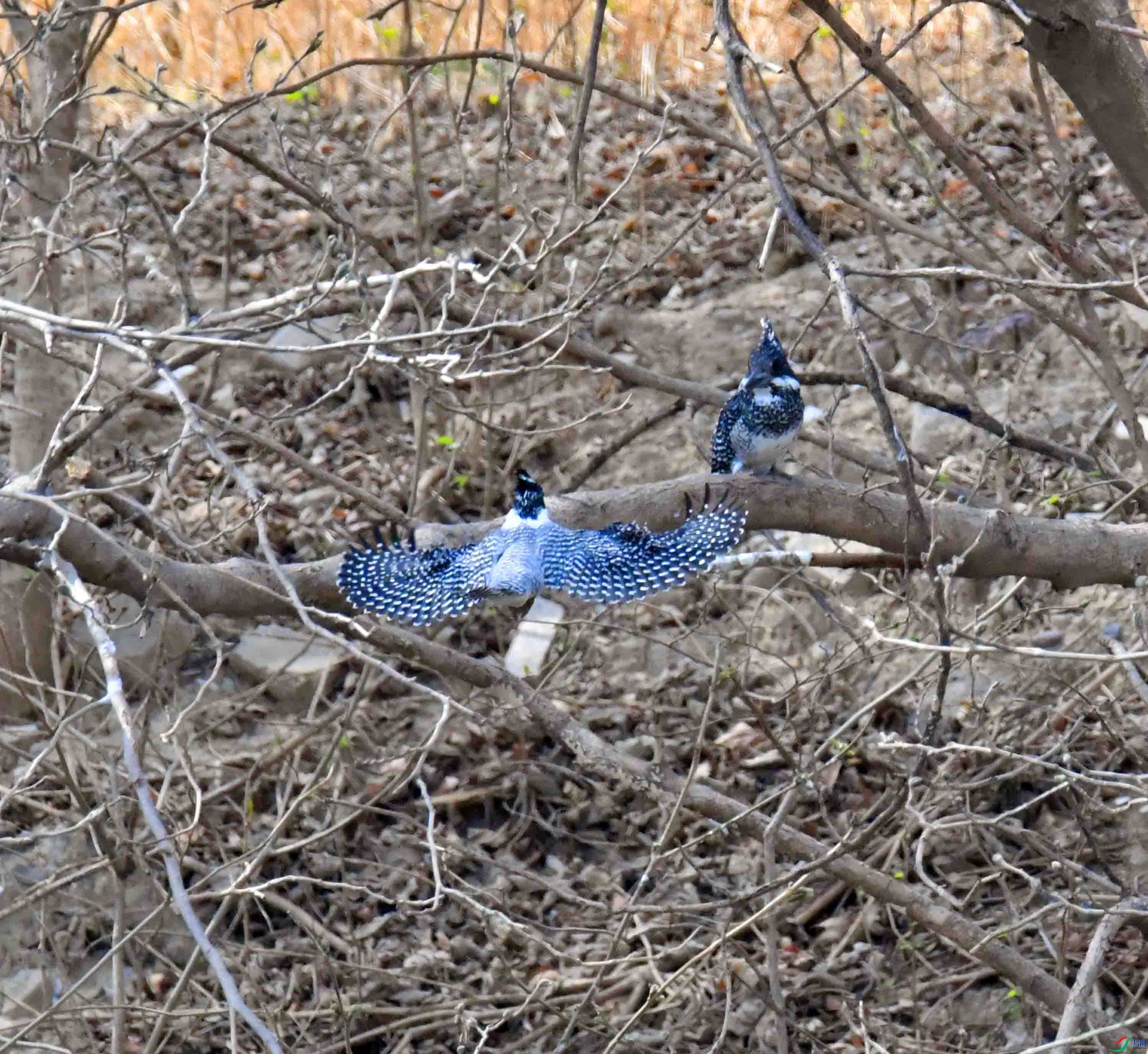 DSC_1717.JPG