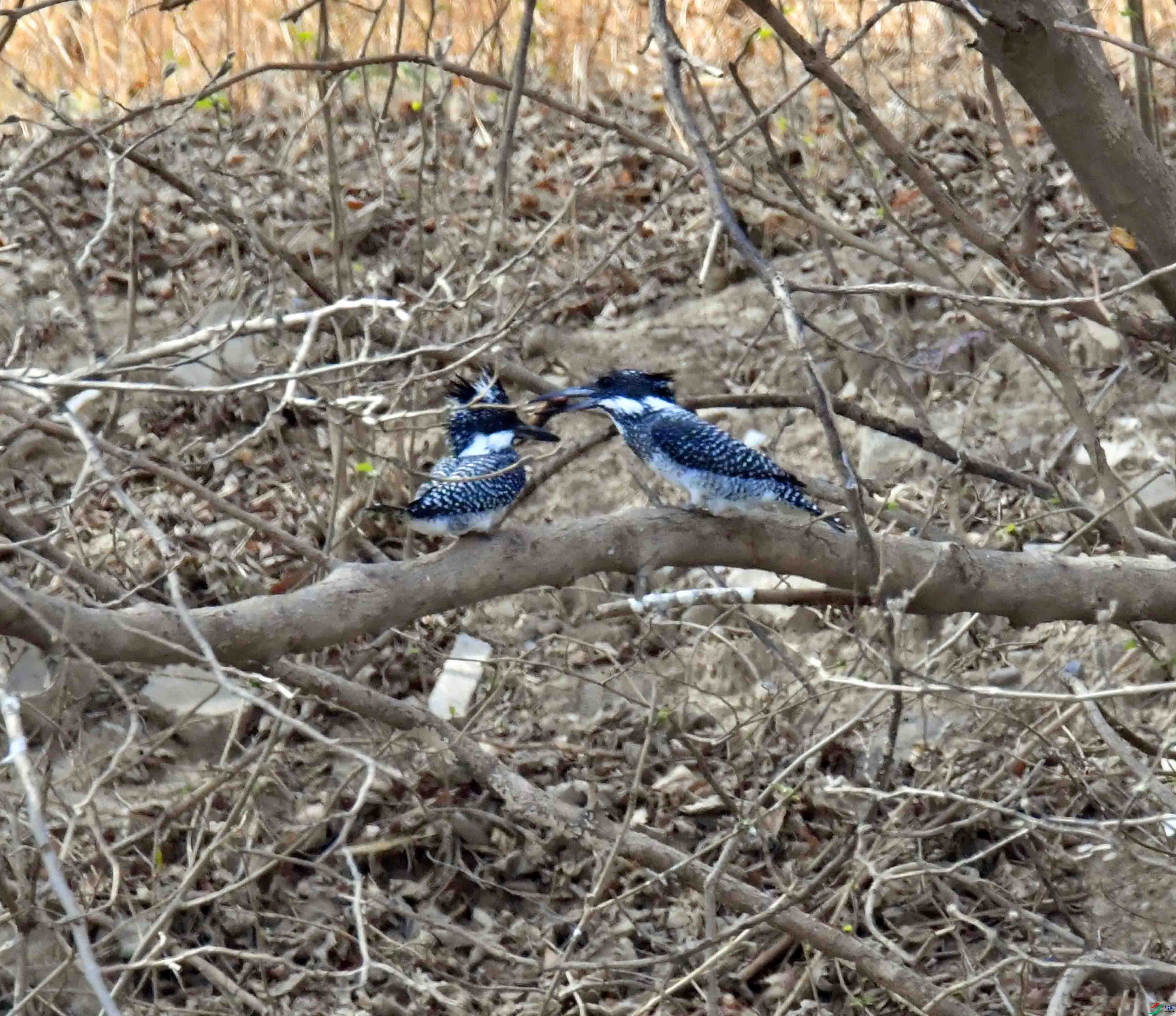 DSC_1731.JPG
