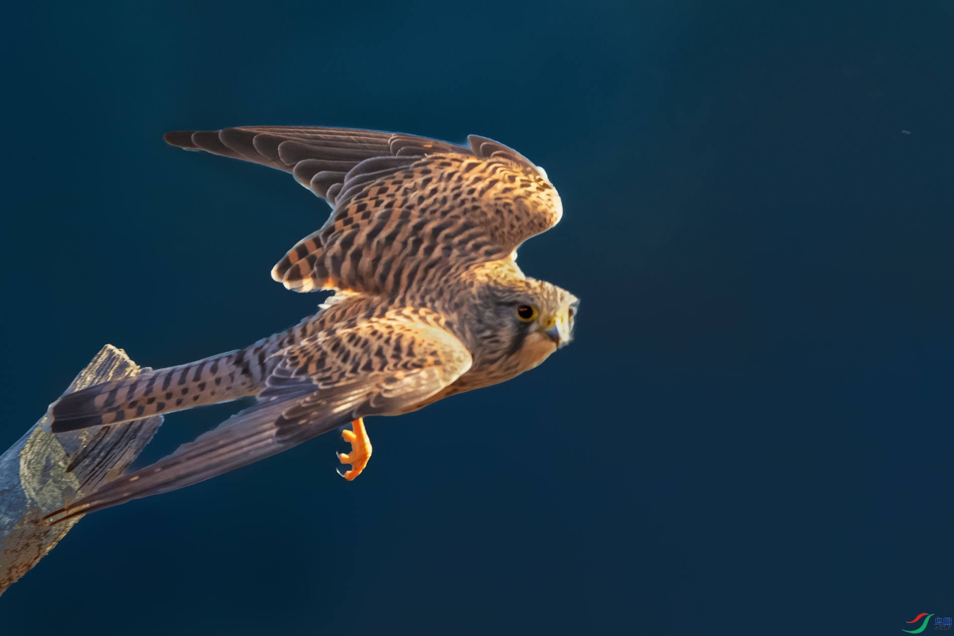 ����----������չ�ƿ���