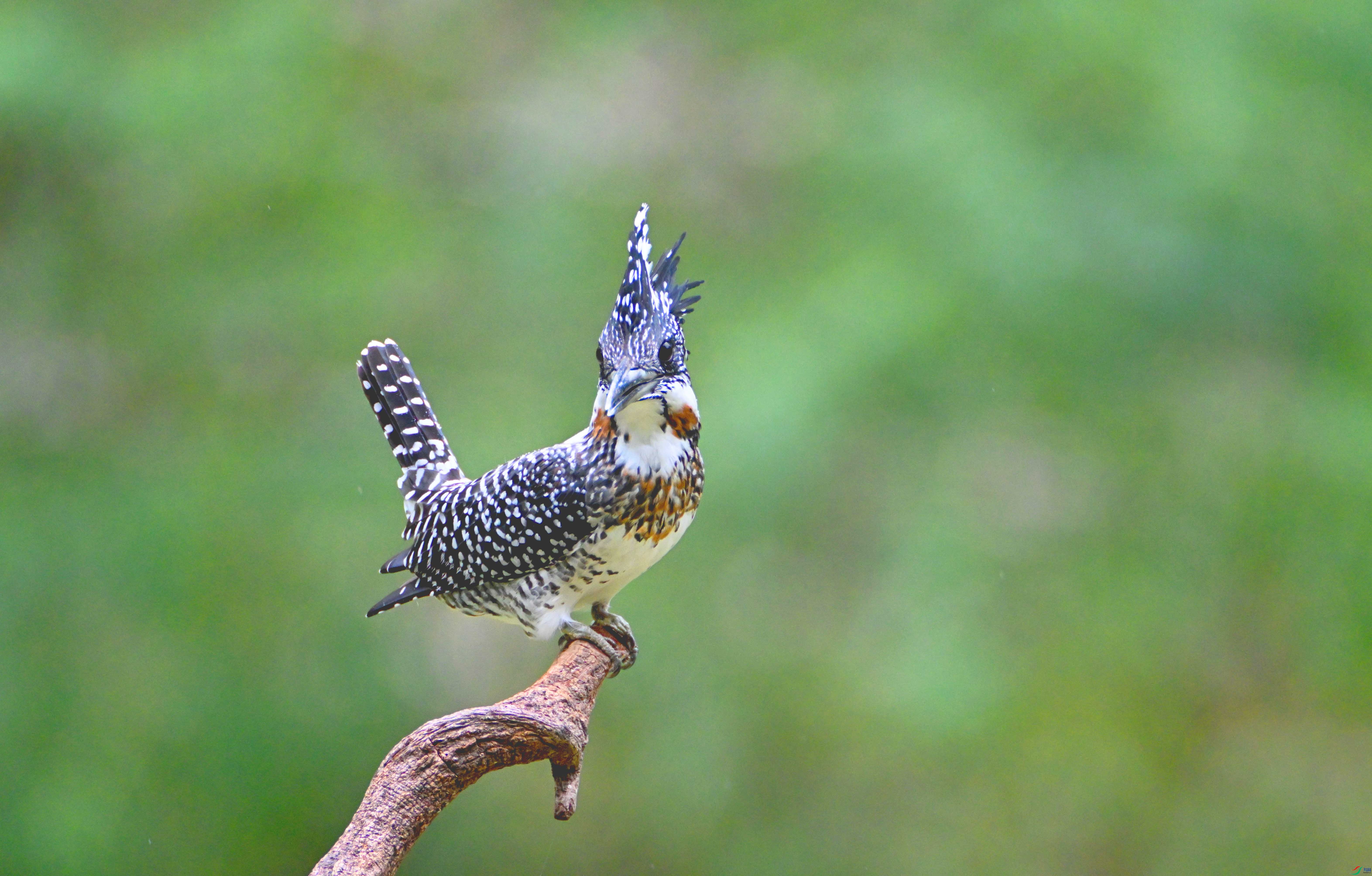 DSC_9531 ����.jpg