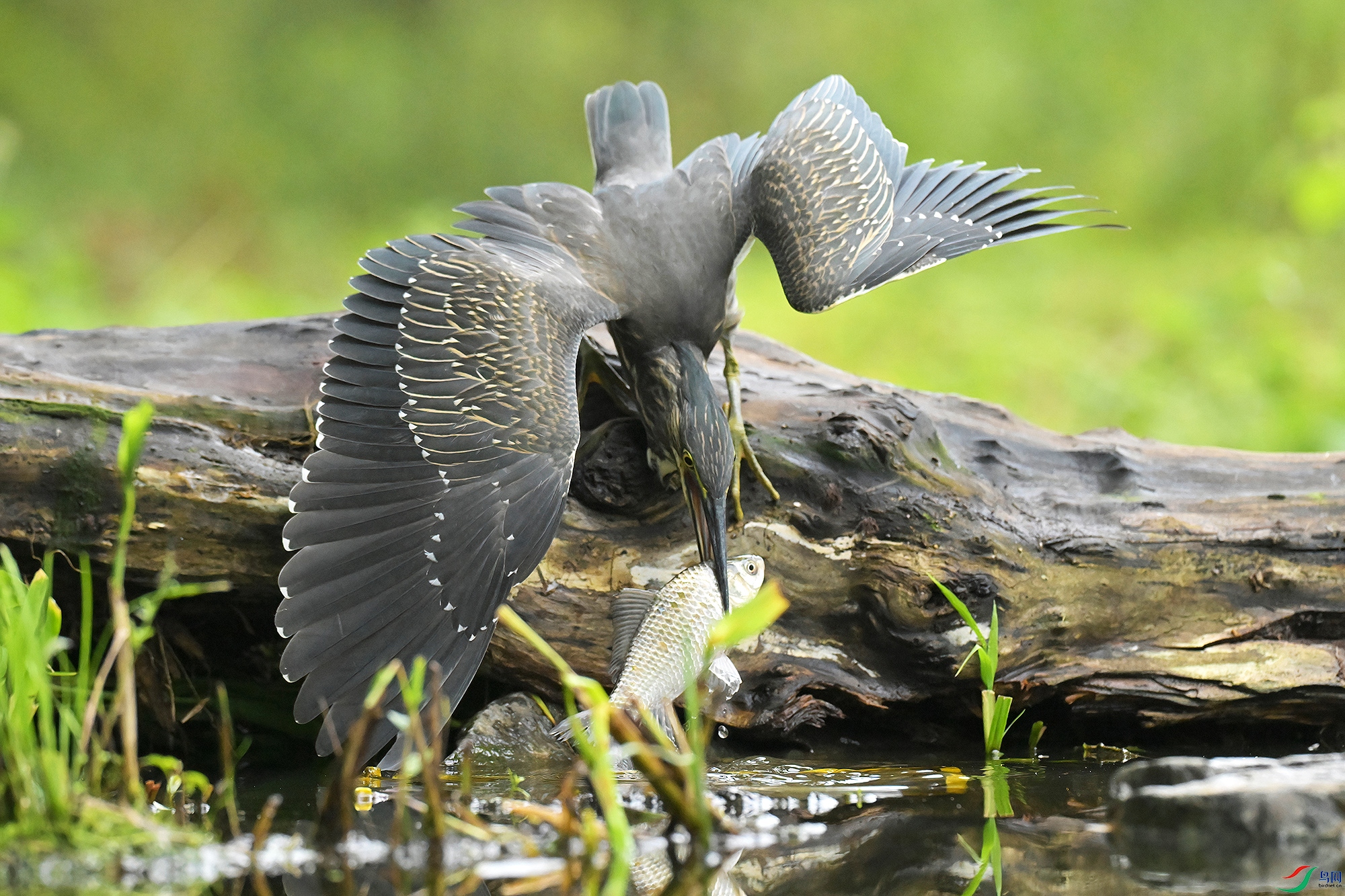 DSC_5788-V.jpg