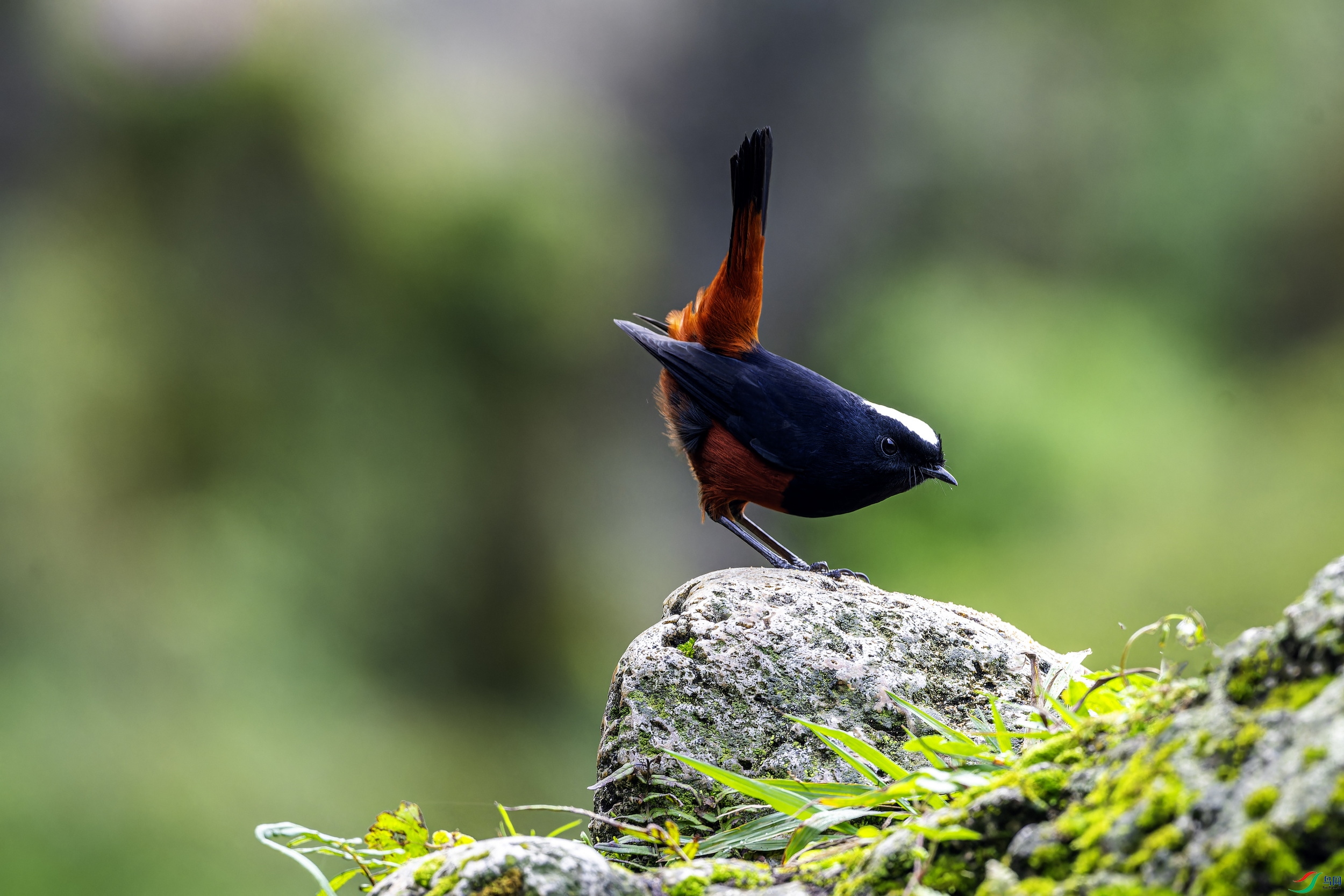 �׶�Ϫ� (798)-01.jpg