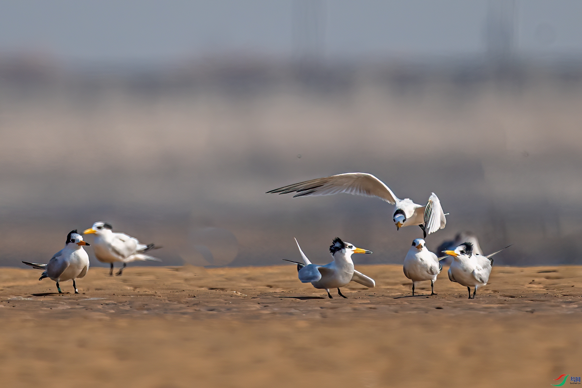 DSC_7144-11.jpg