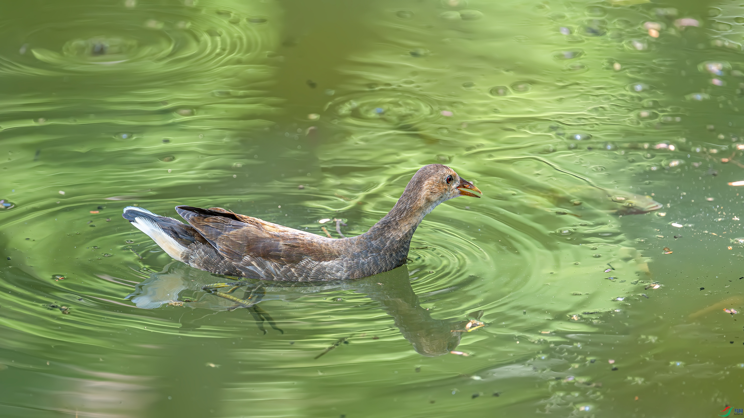 DSC_9589.jpg