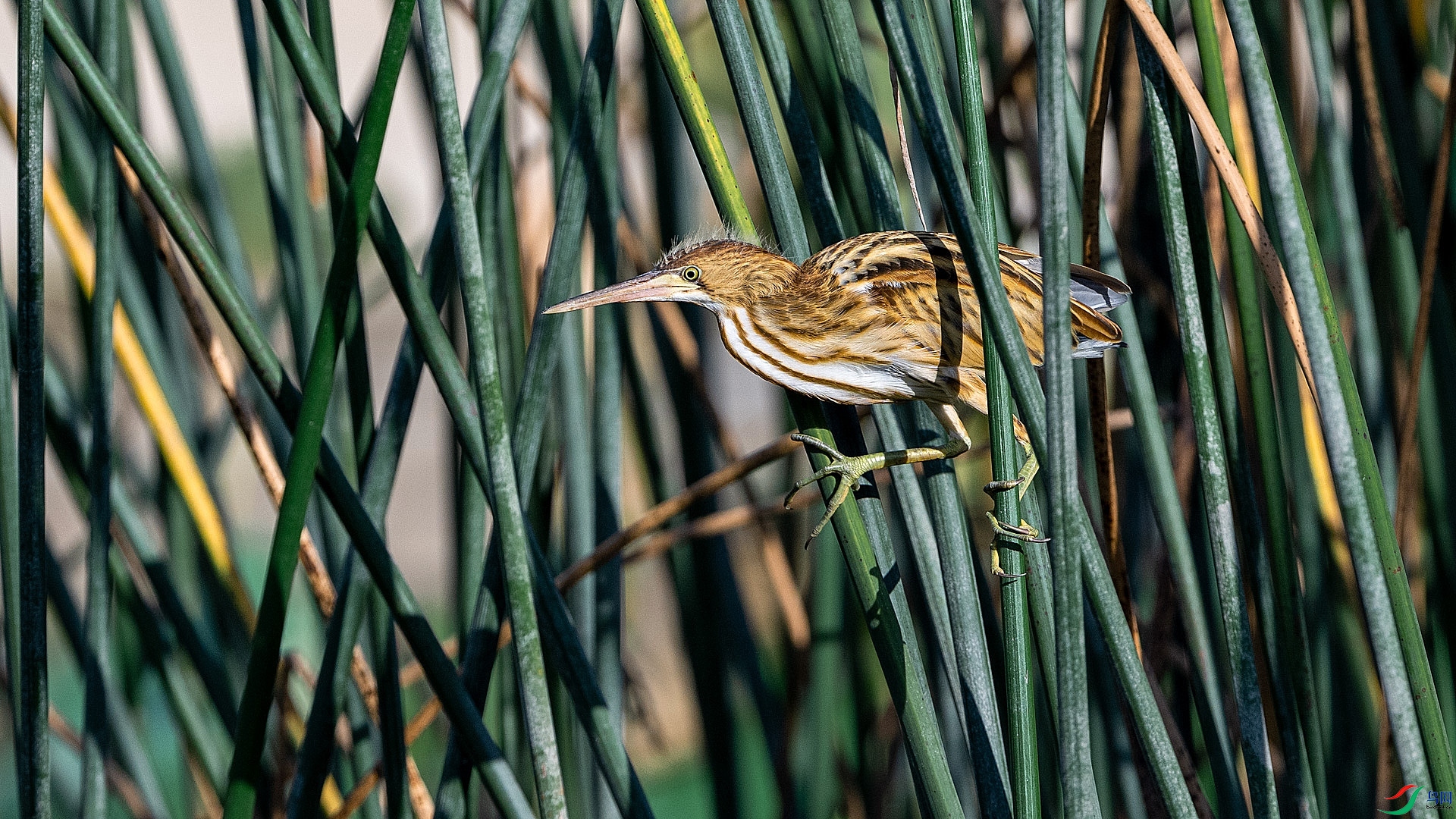 DSC_6424.jpg