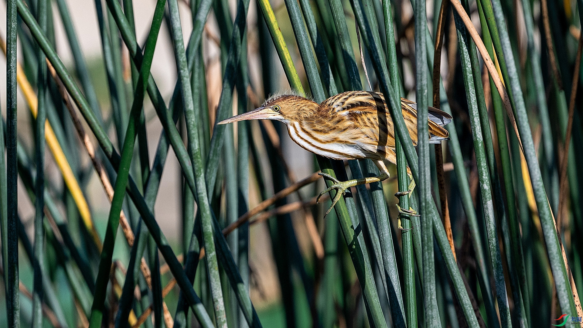 DSC_6425.jpg