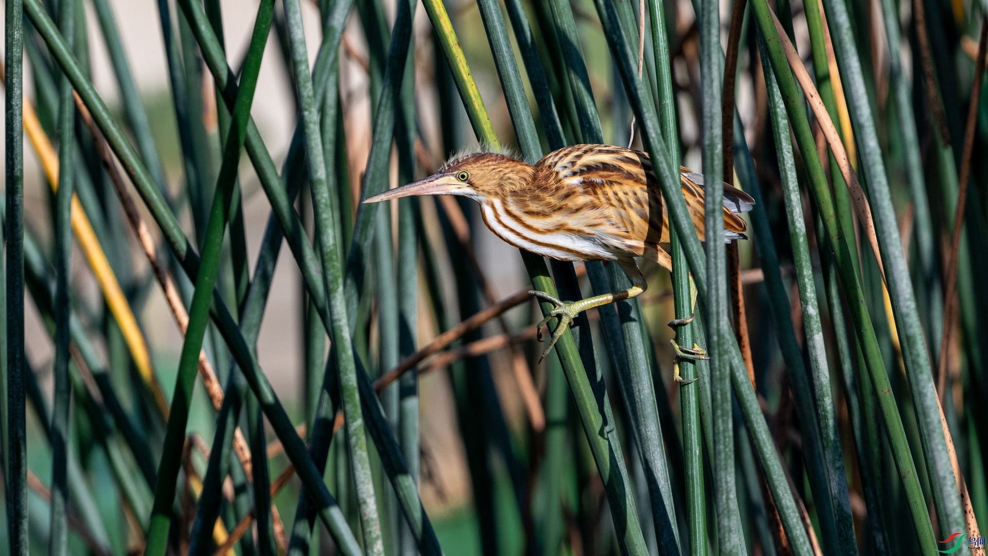 DSC_6433.jpg
