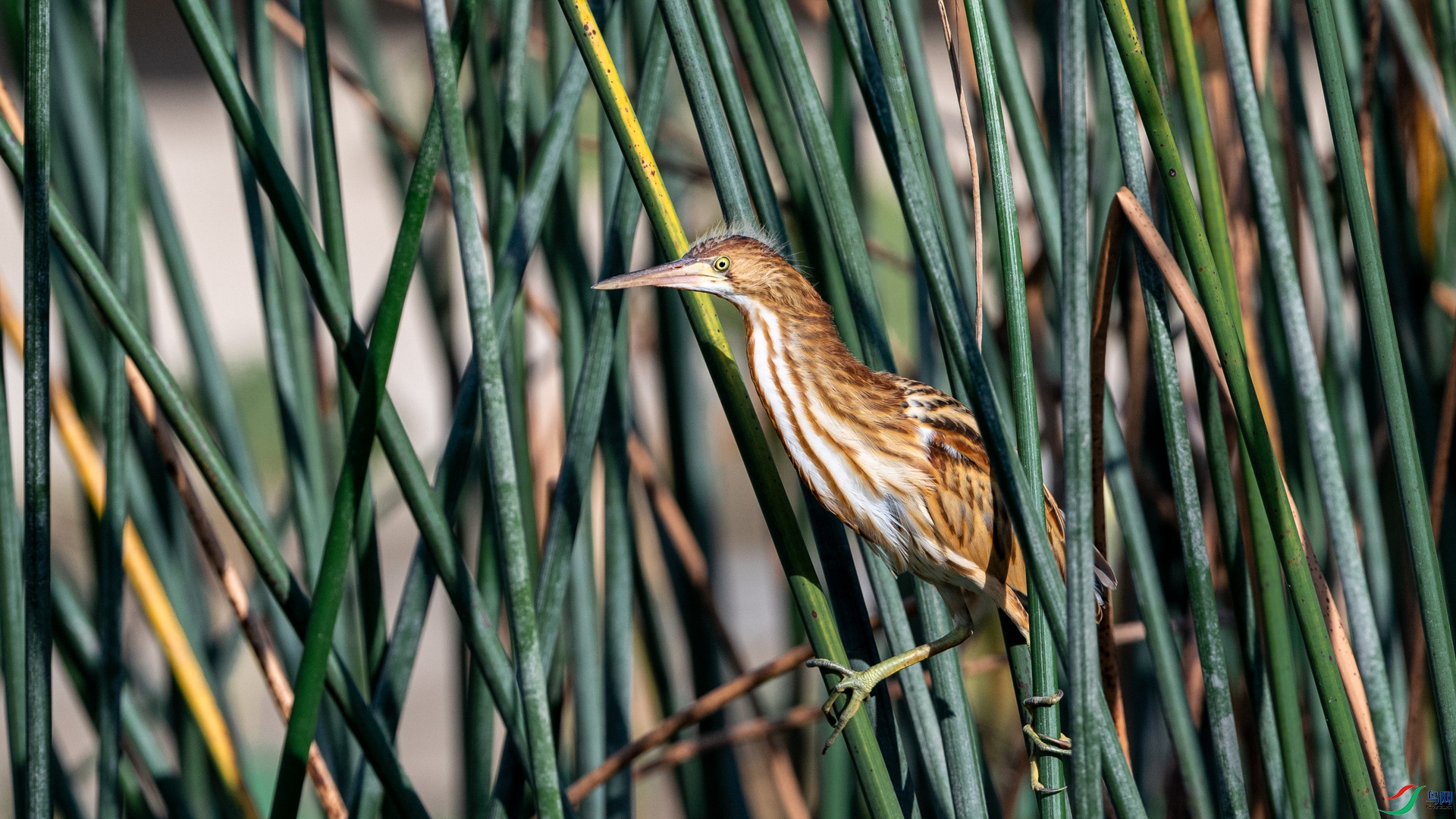DSC_6445.jpg