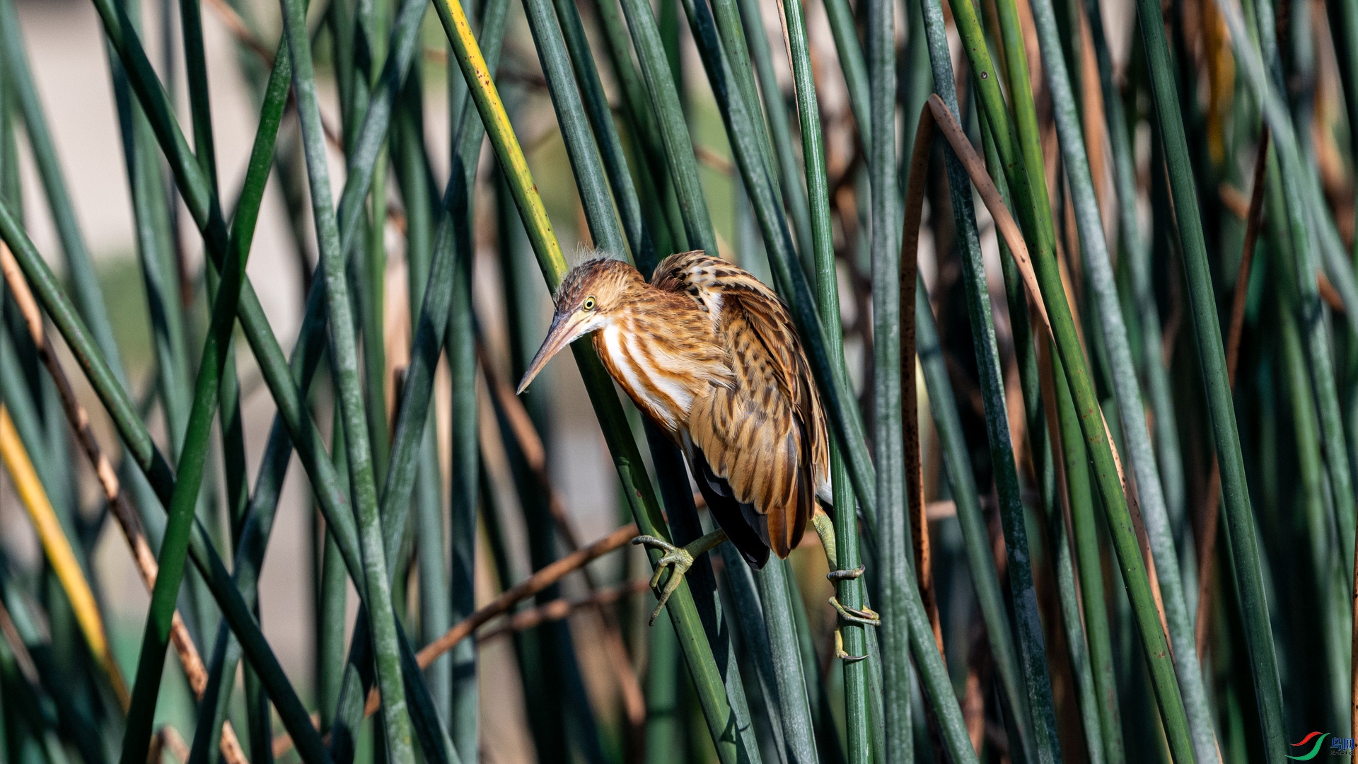 DSC_6451.jpg