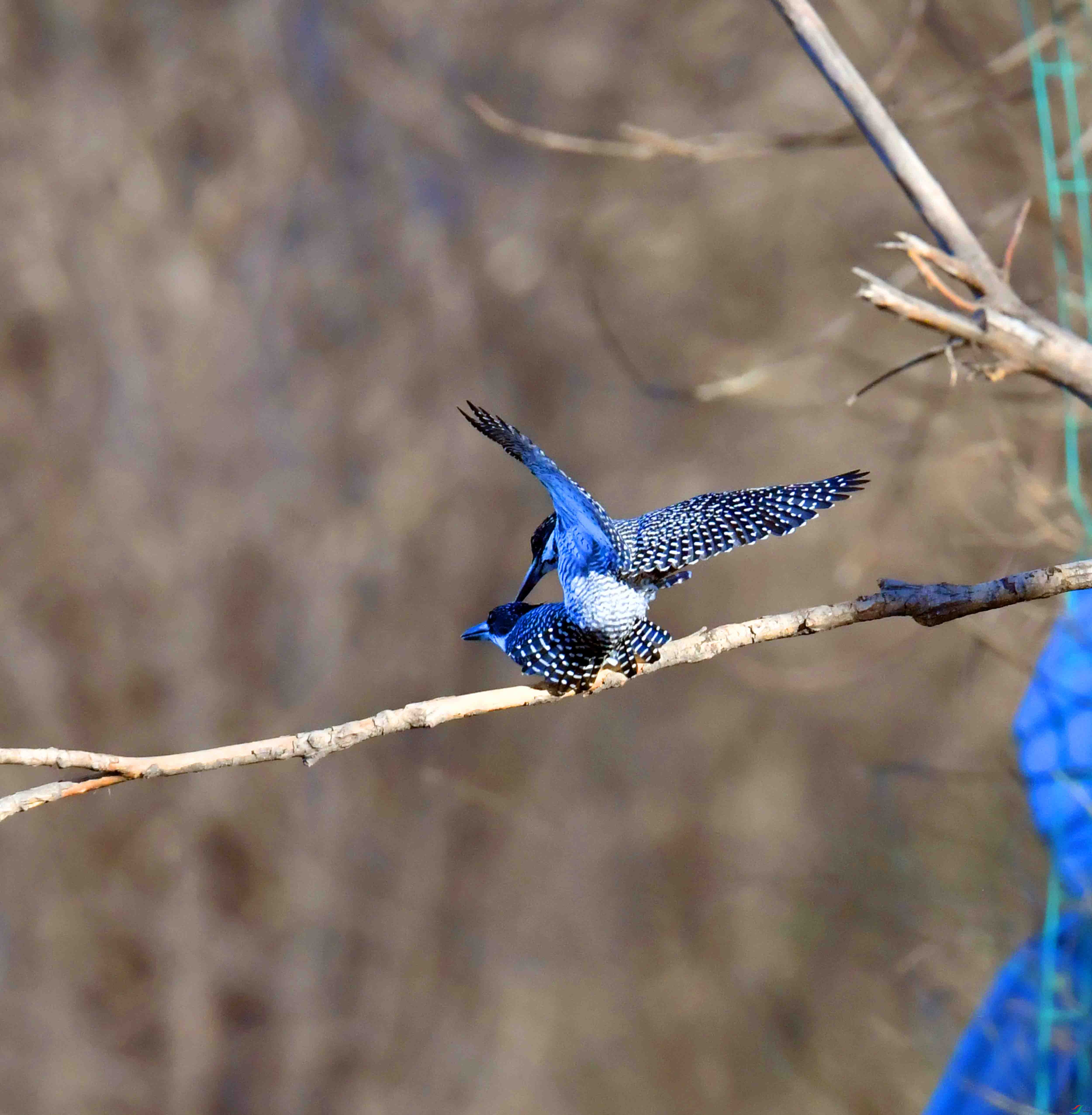 DSC_0346.JPG
