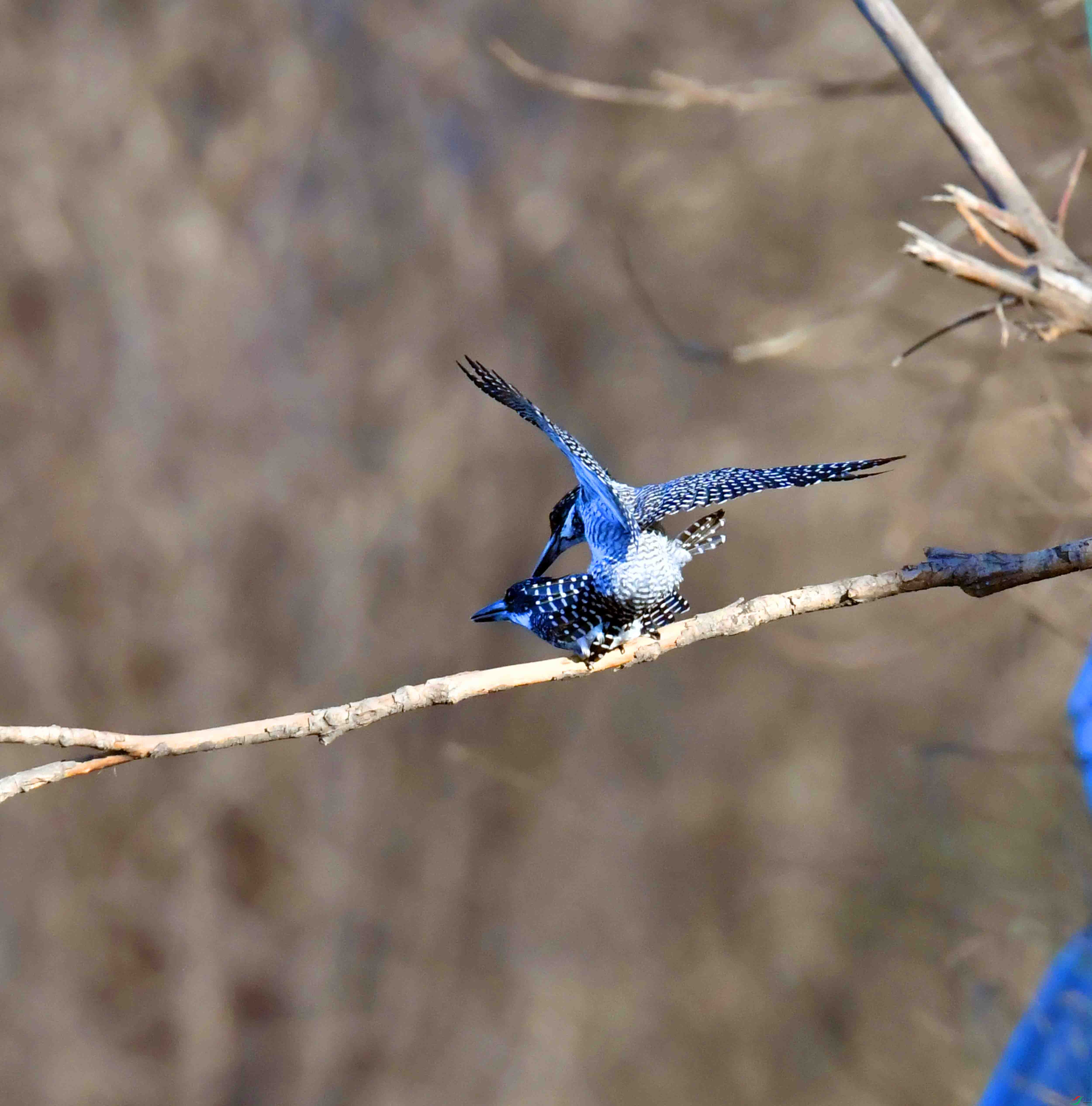 DSC_0351.JPG