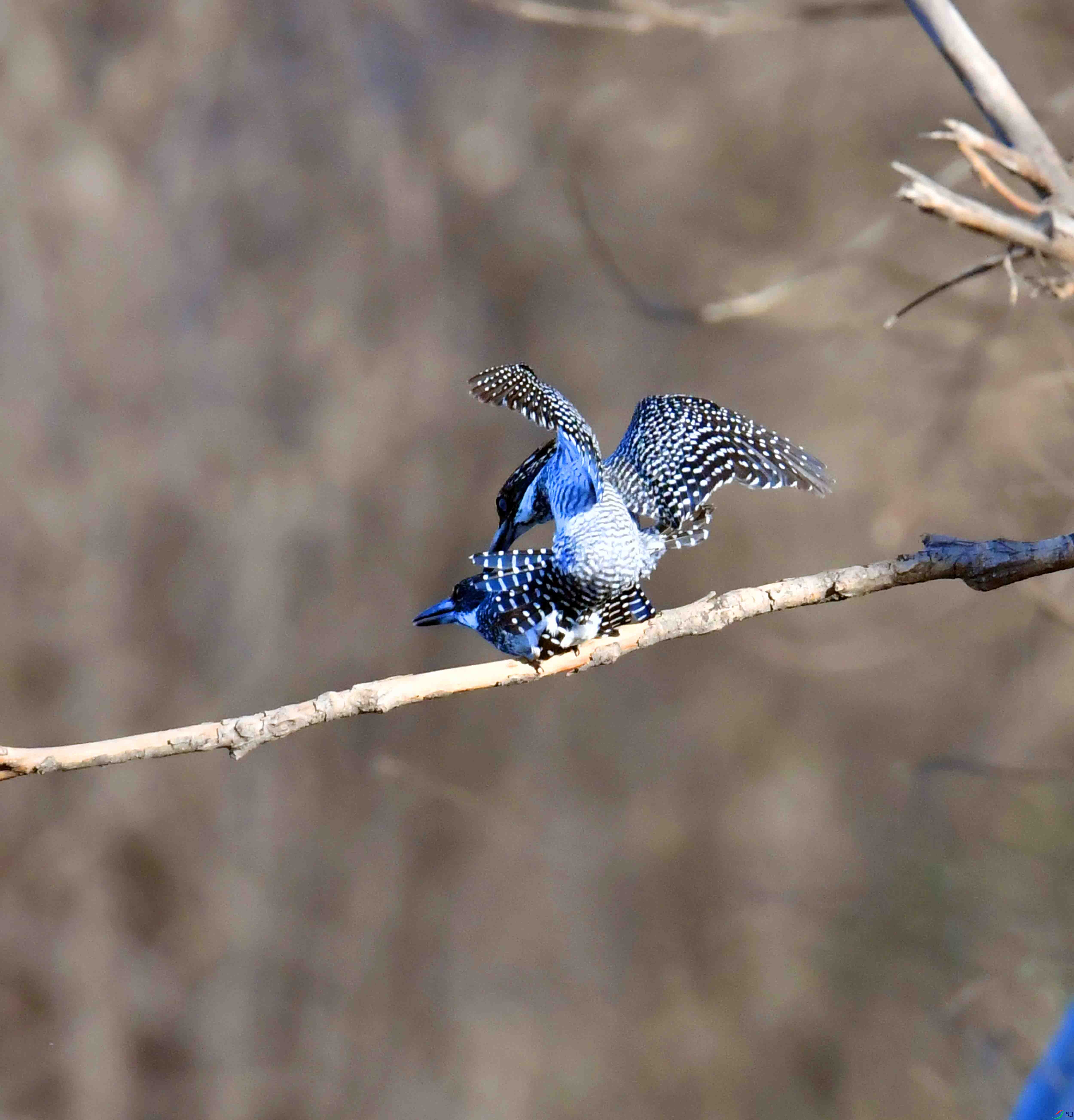 DSC_0353.JPG
