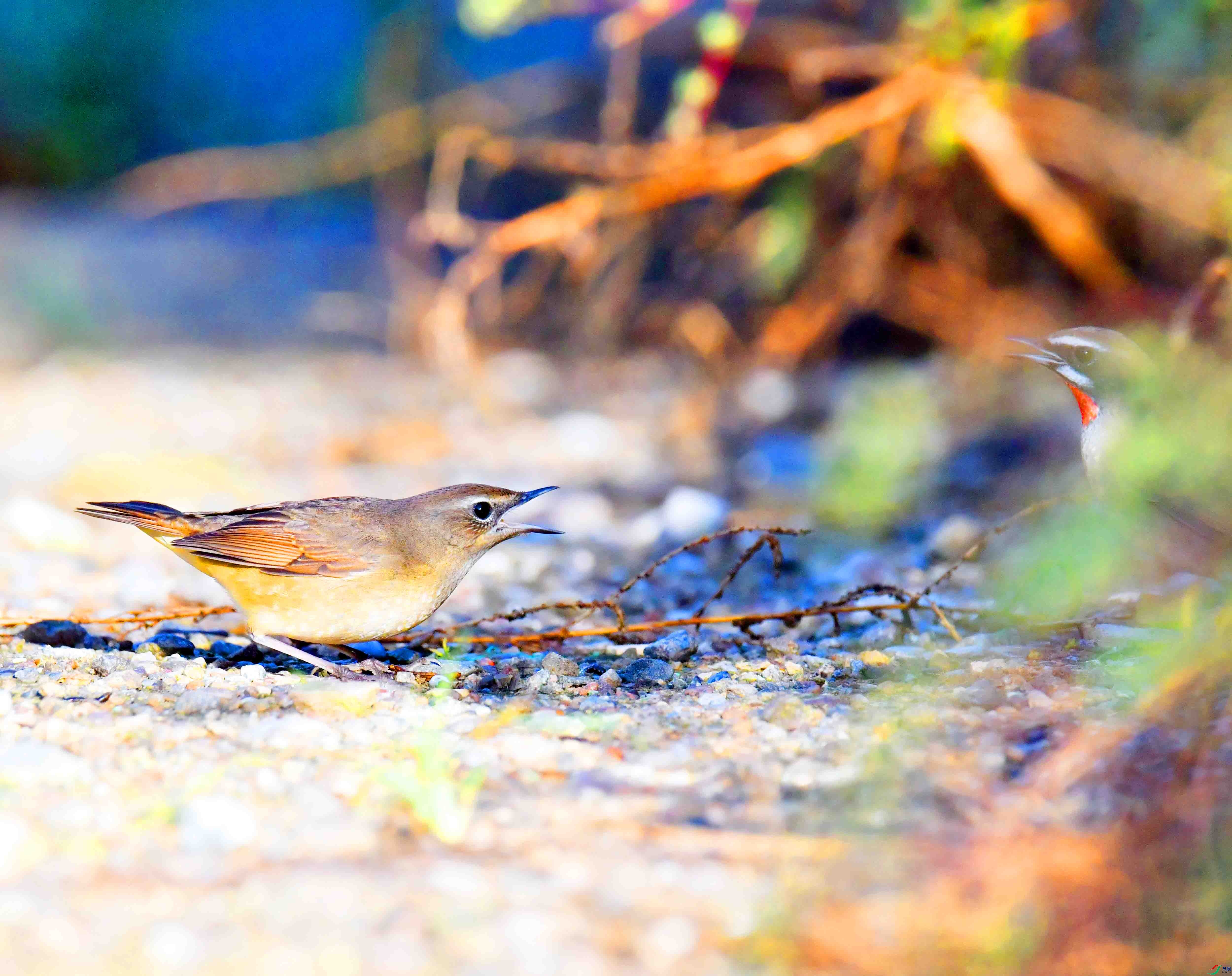 DSC_0634.JPG