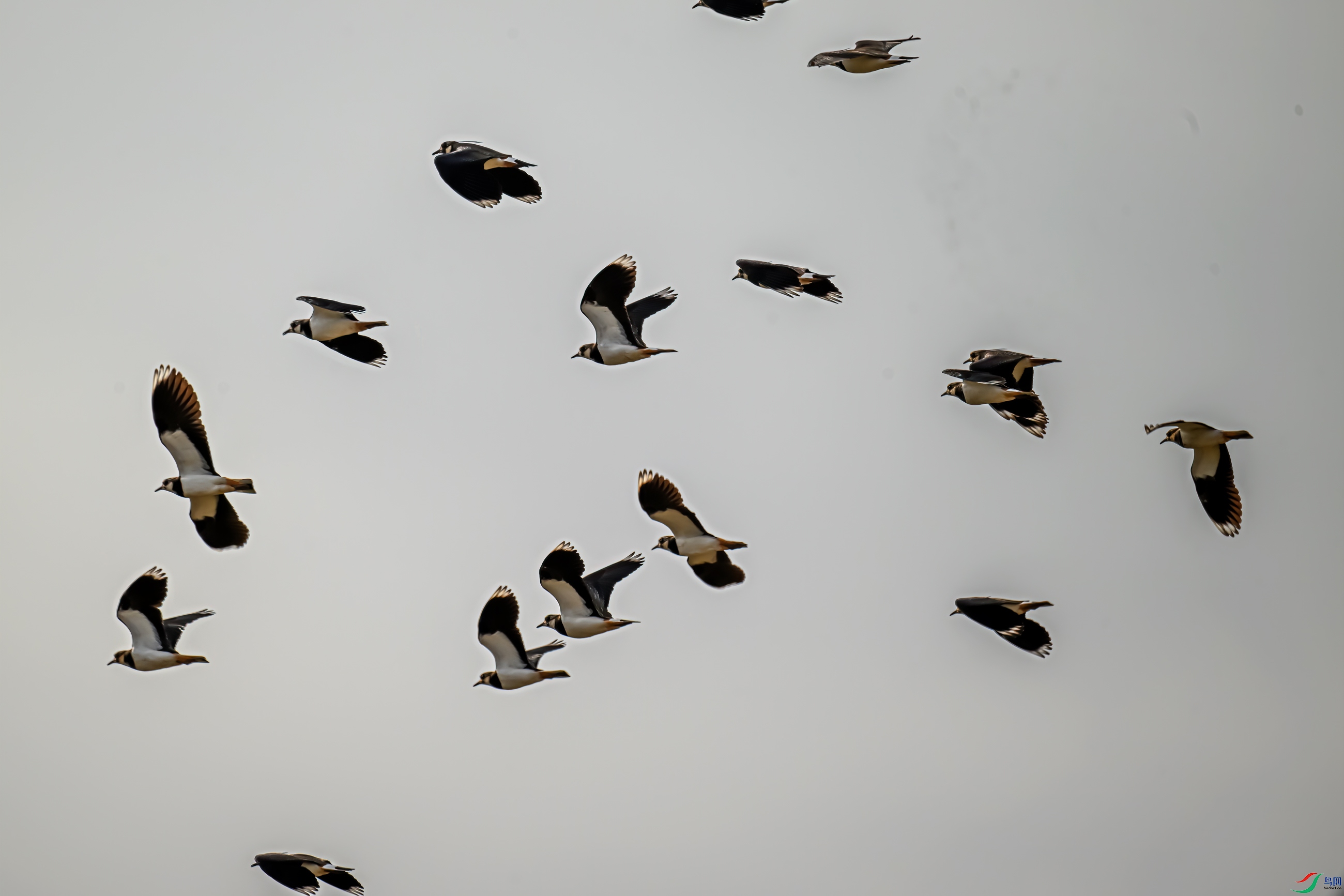 DSC_7619-11.jpg