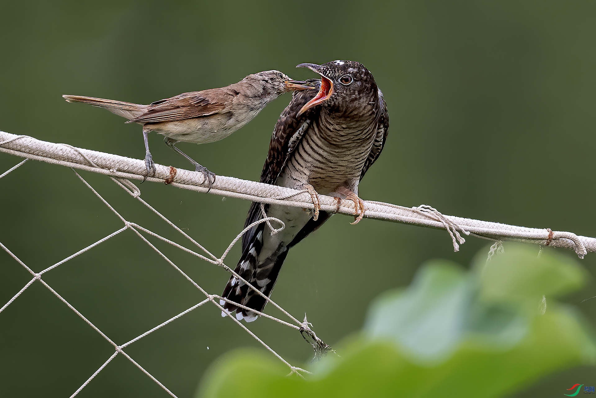 DSC_0745-.jpg