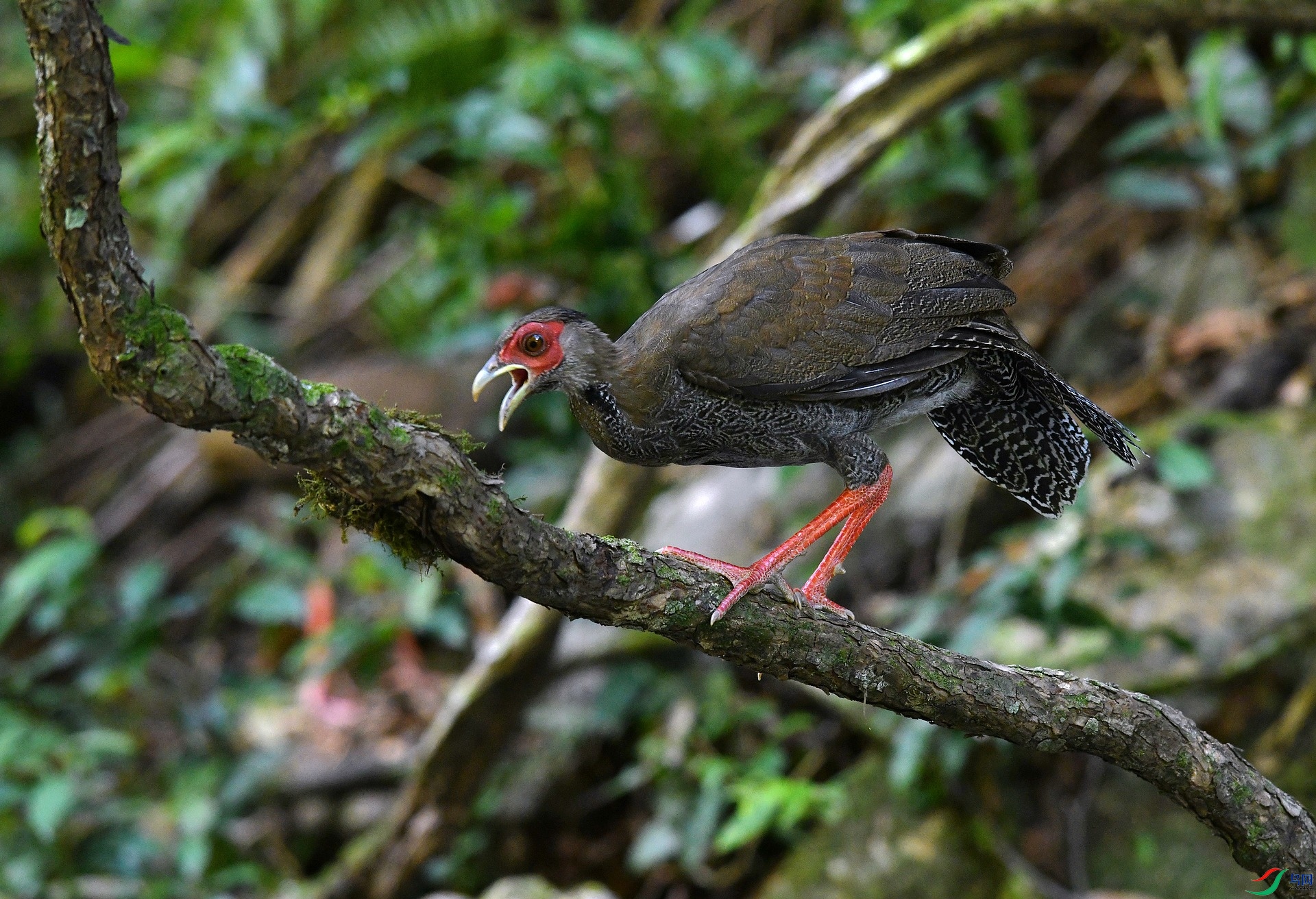 DSC_4247.jpg