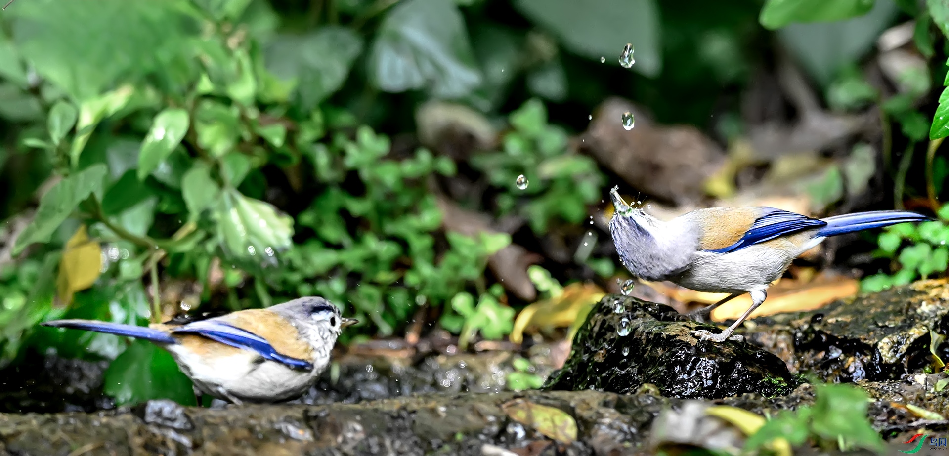 ����ϣ��Ϸˮ