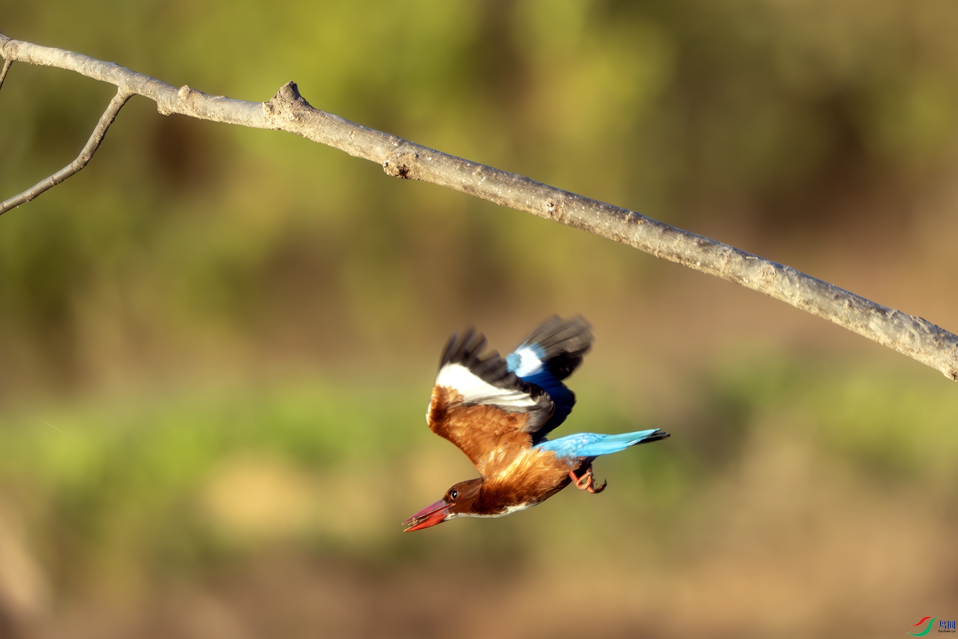 DSC08638-����ǿ-NR ����.jpg