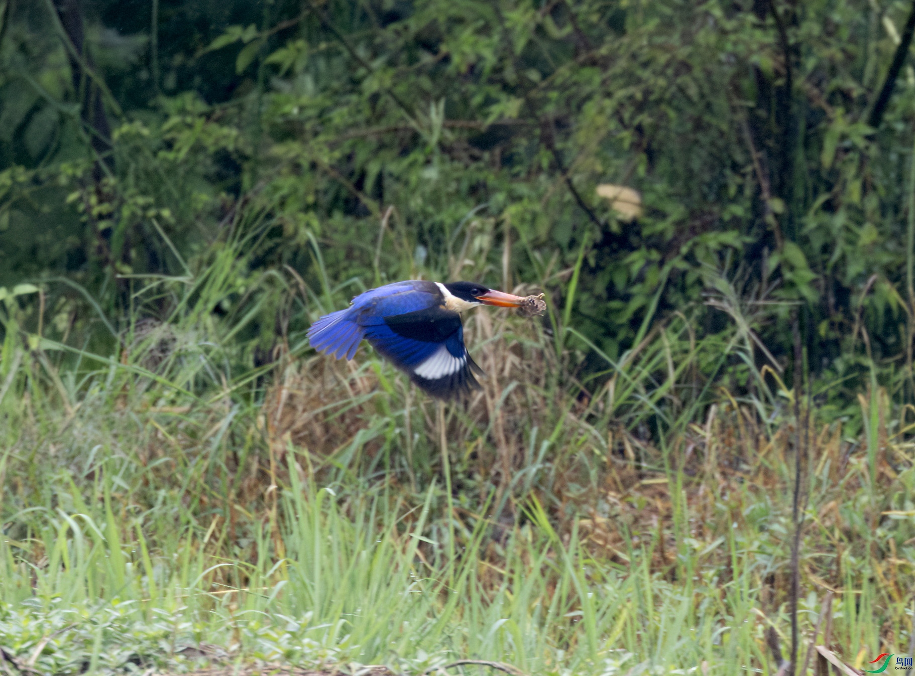 G47A6009-����ǿ-NR ����.jpg