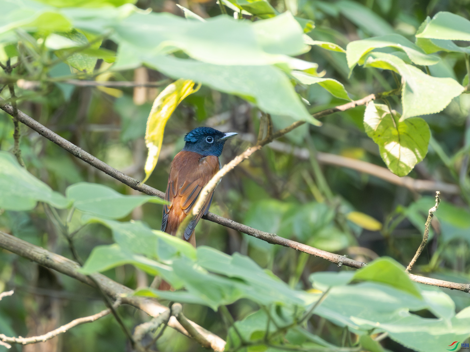 G47A7222-����ǿ-NR ����.jpg