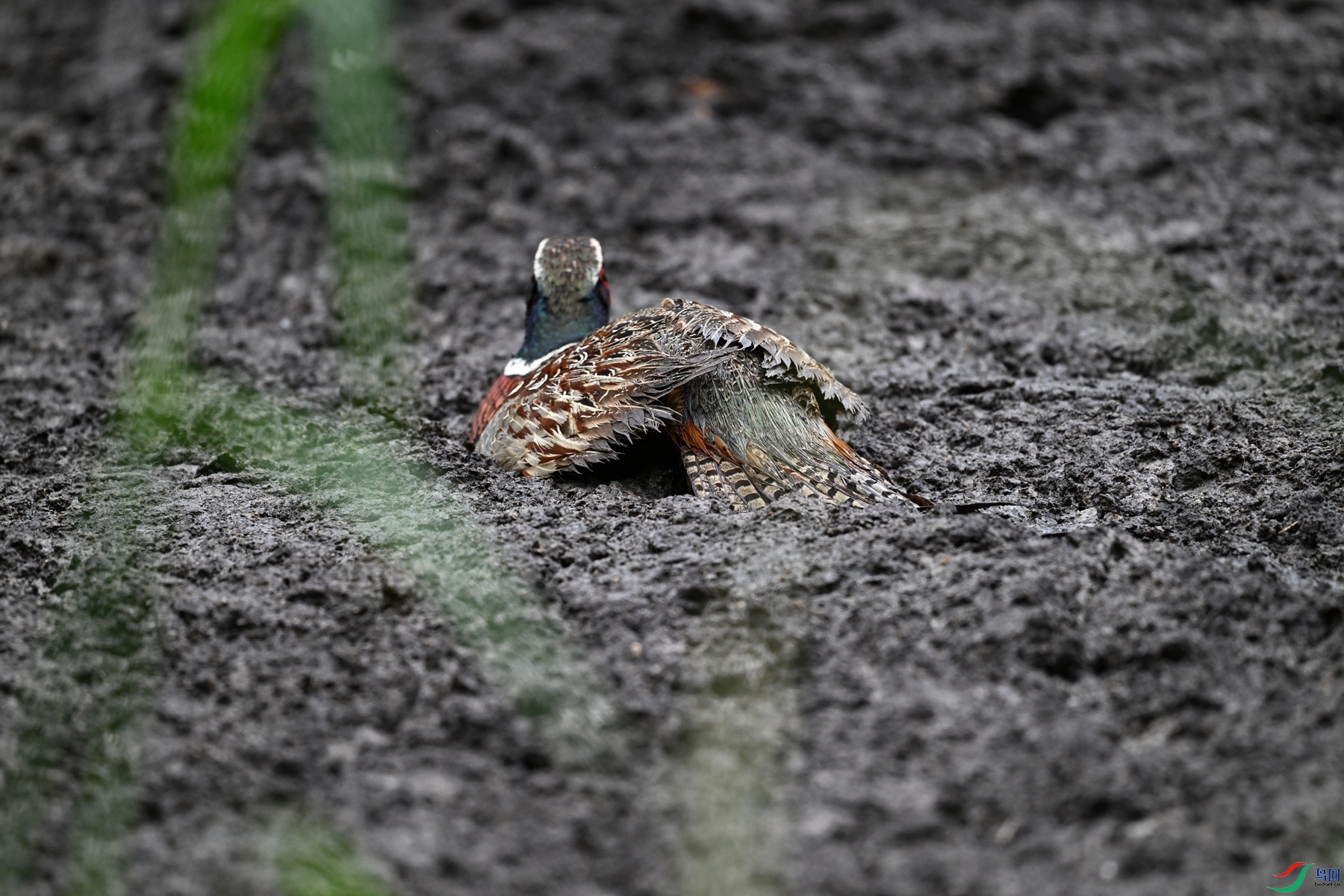 DSC_8468.JPG