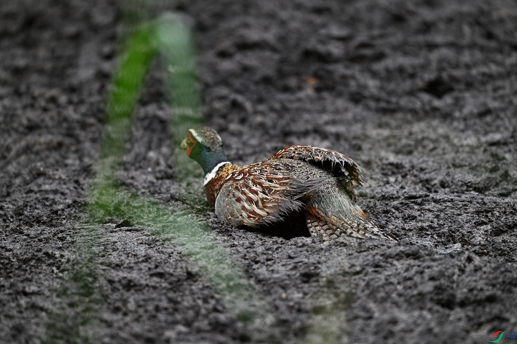 DSC_8473.JPG
