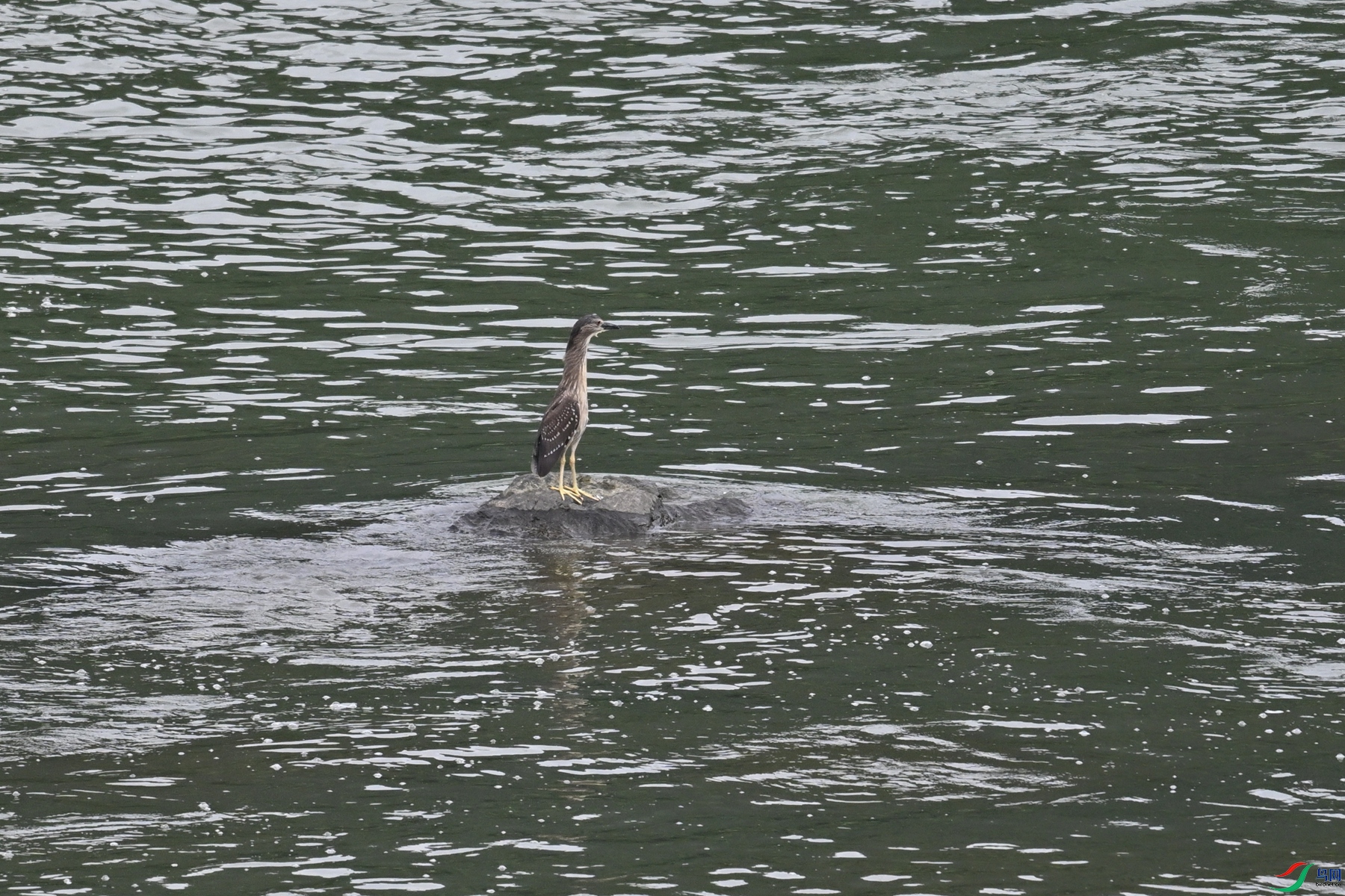DSC_8487.JPG