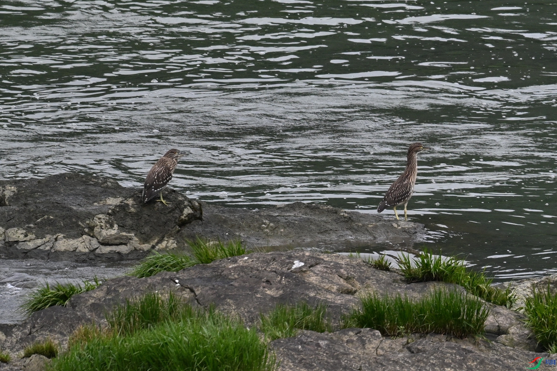 DSC_8492.JPG