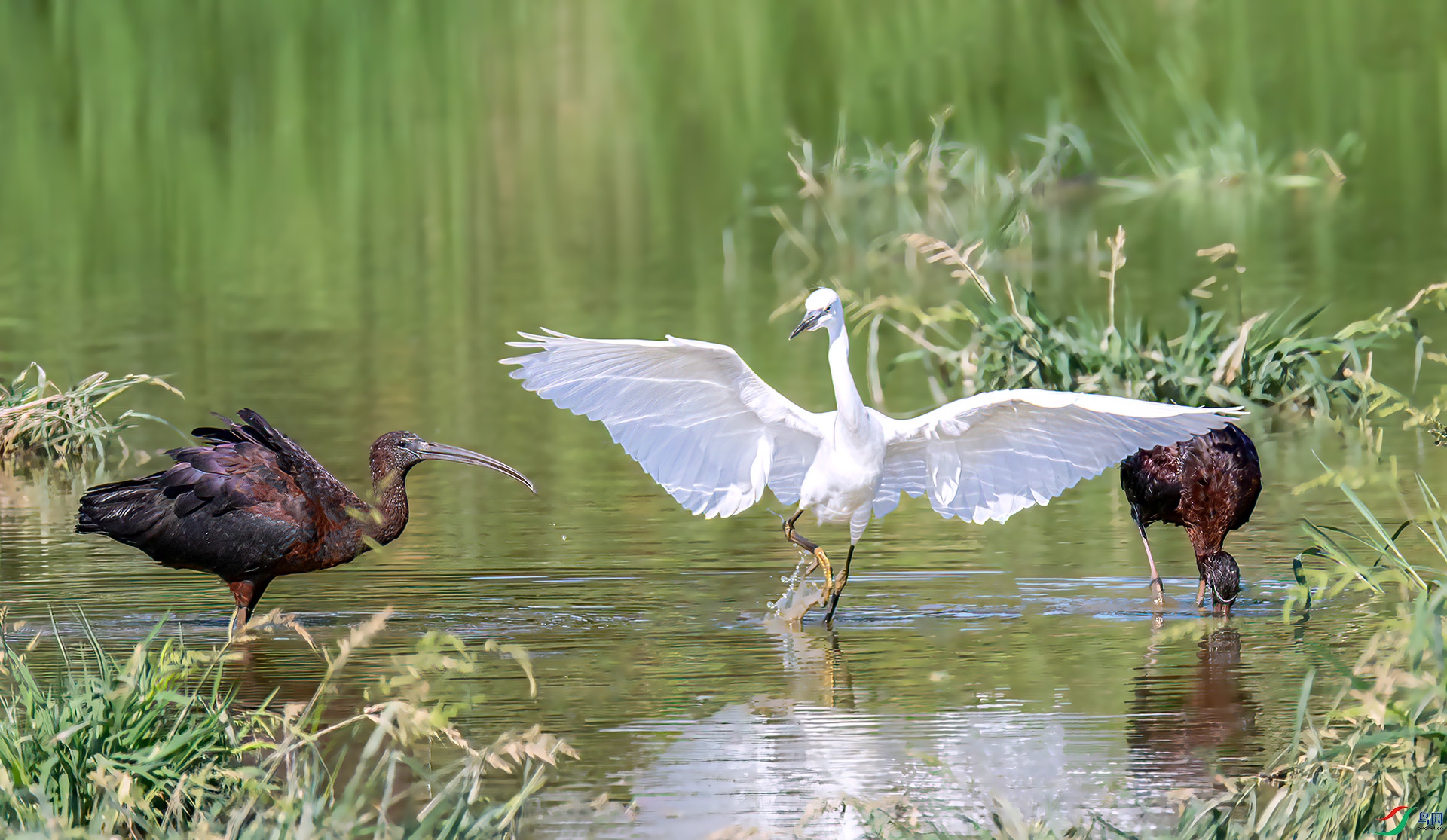 060A2775 ����-Sh-----1 .jpg