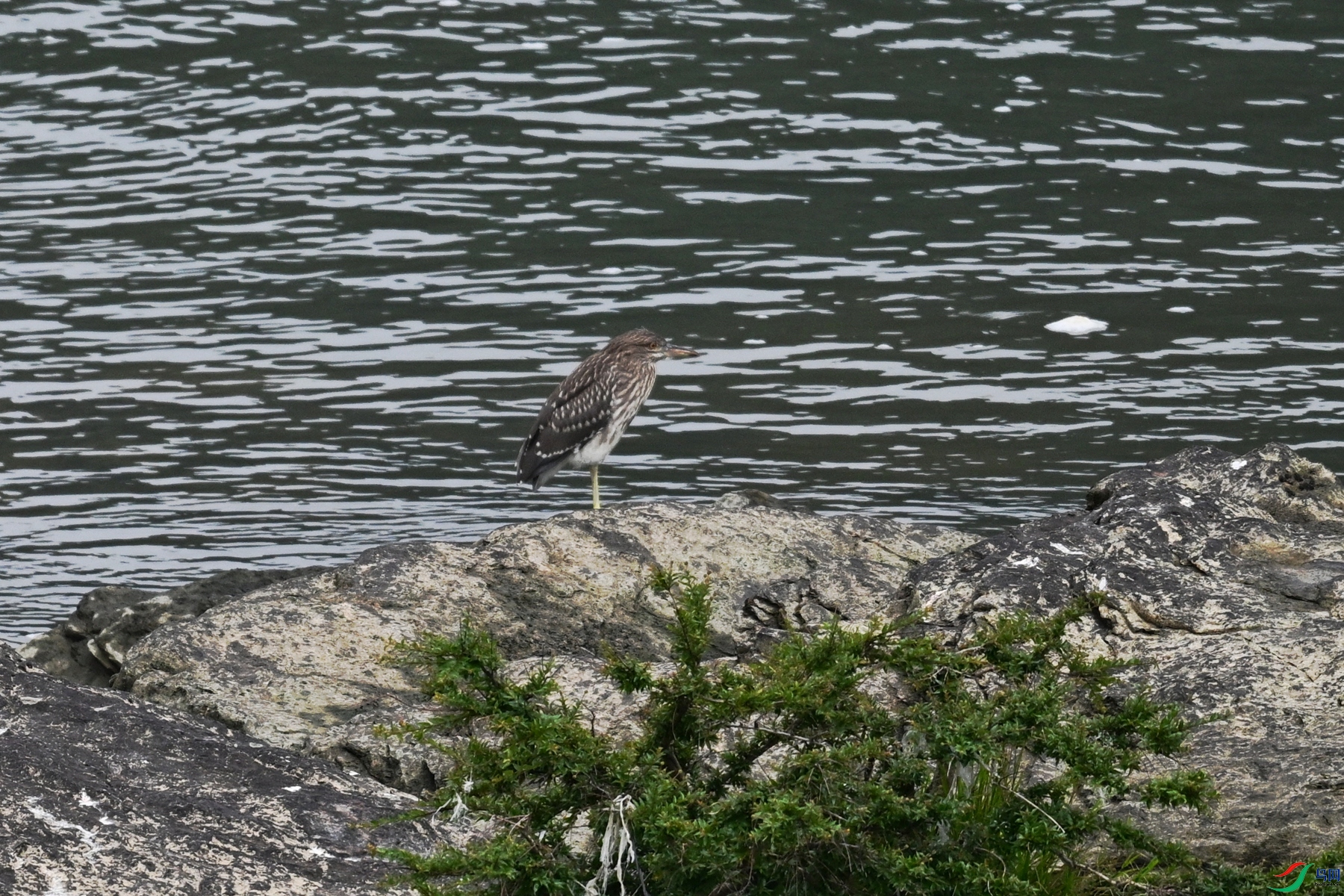 DSC_8485.JPG