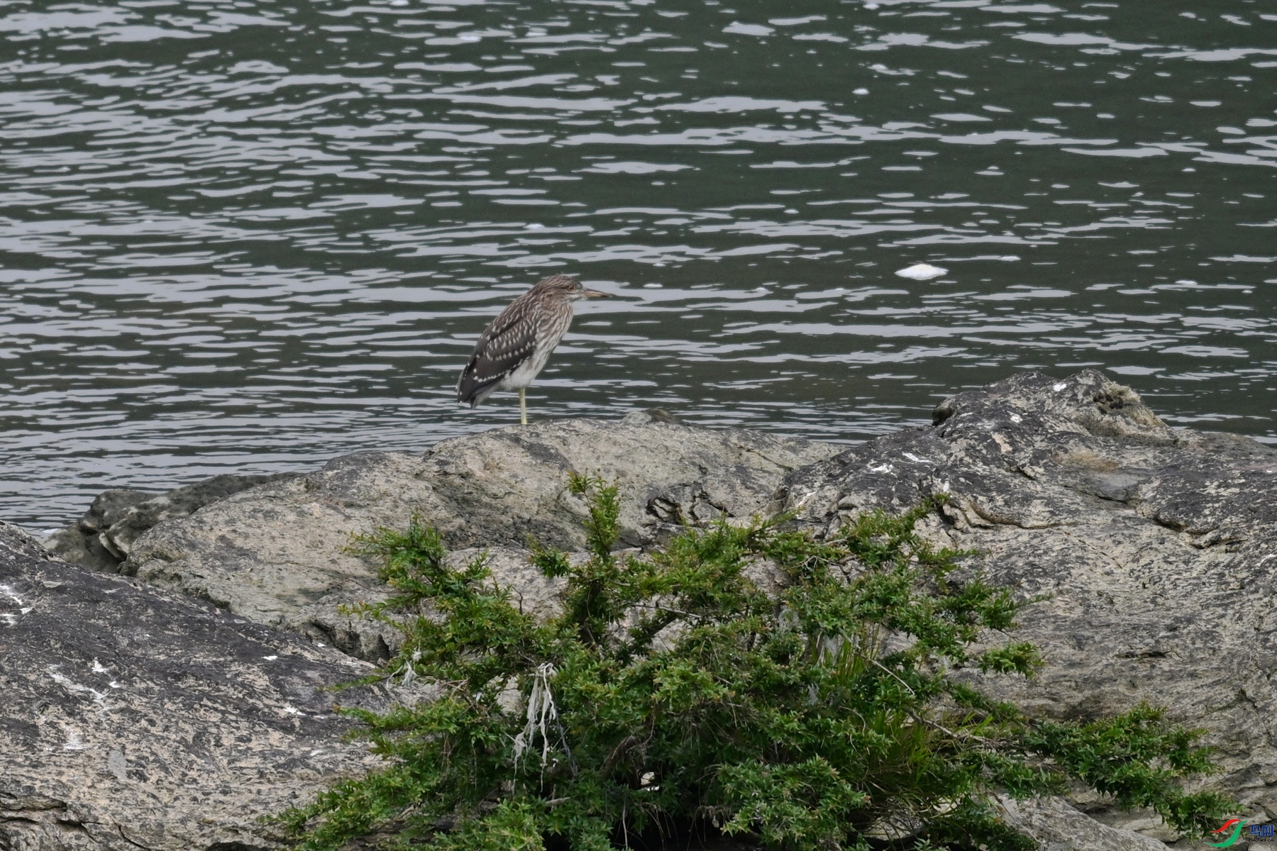 DSC_8486.JPG