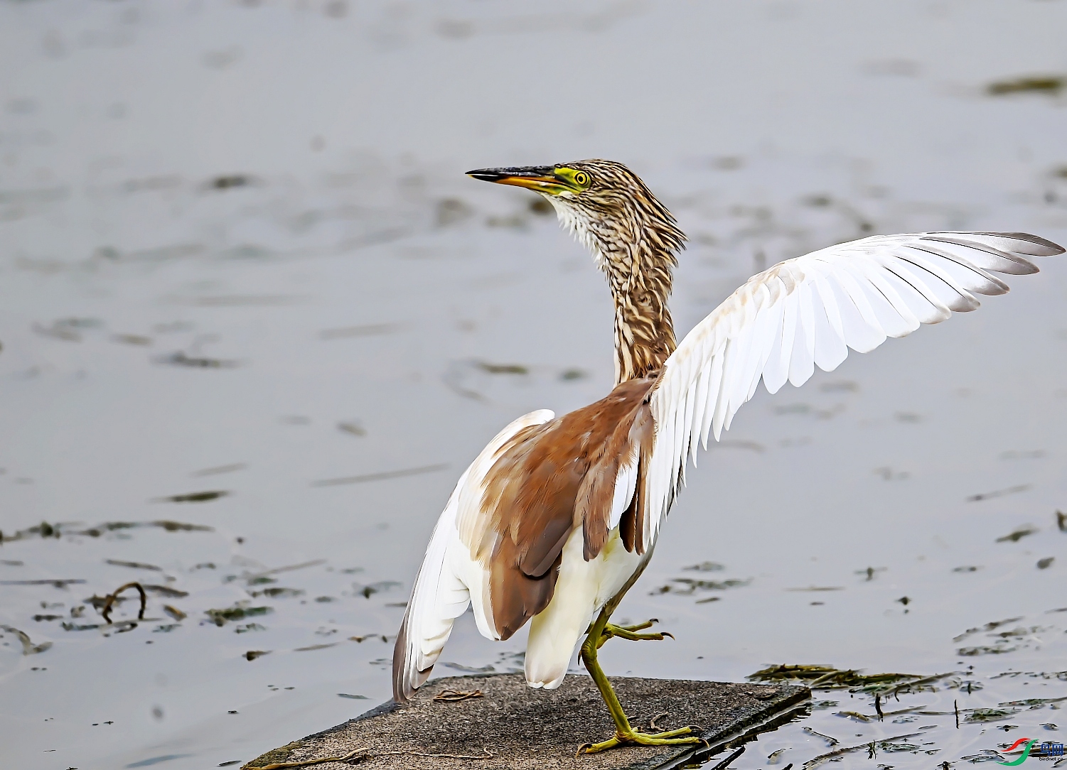 DSC_8039---_conew1.jpg