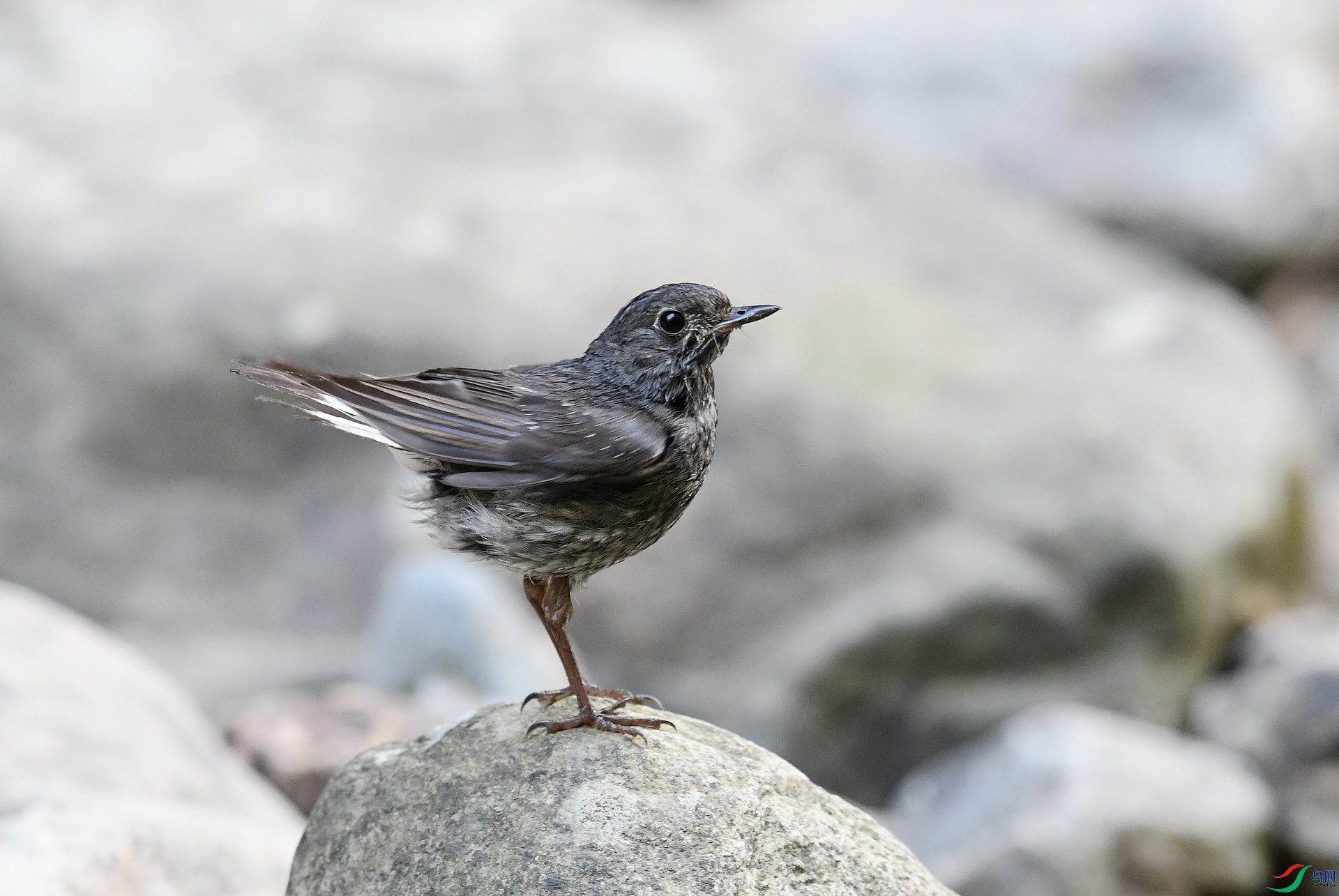DSC_3597.jpg