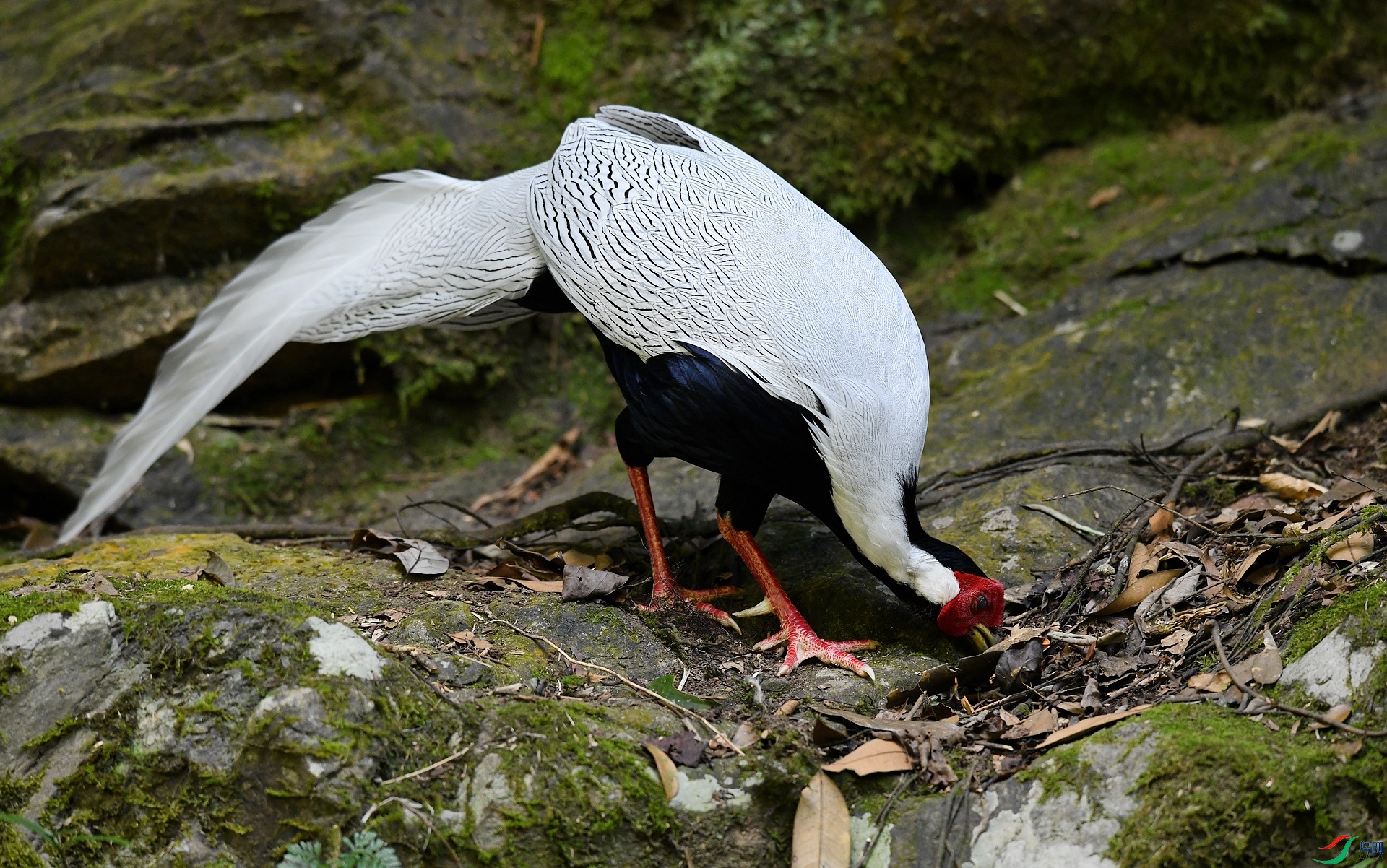 DSC_4321.jpg
