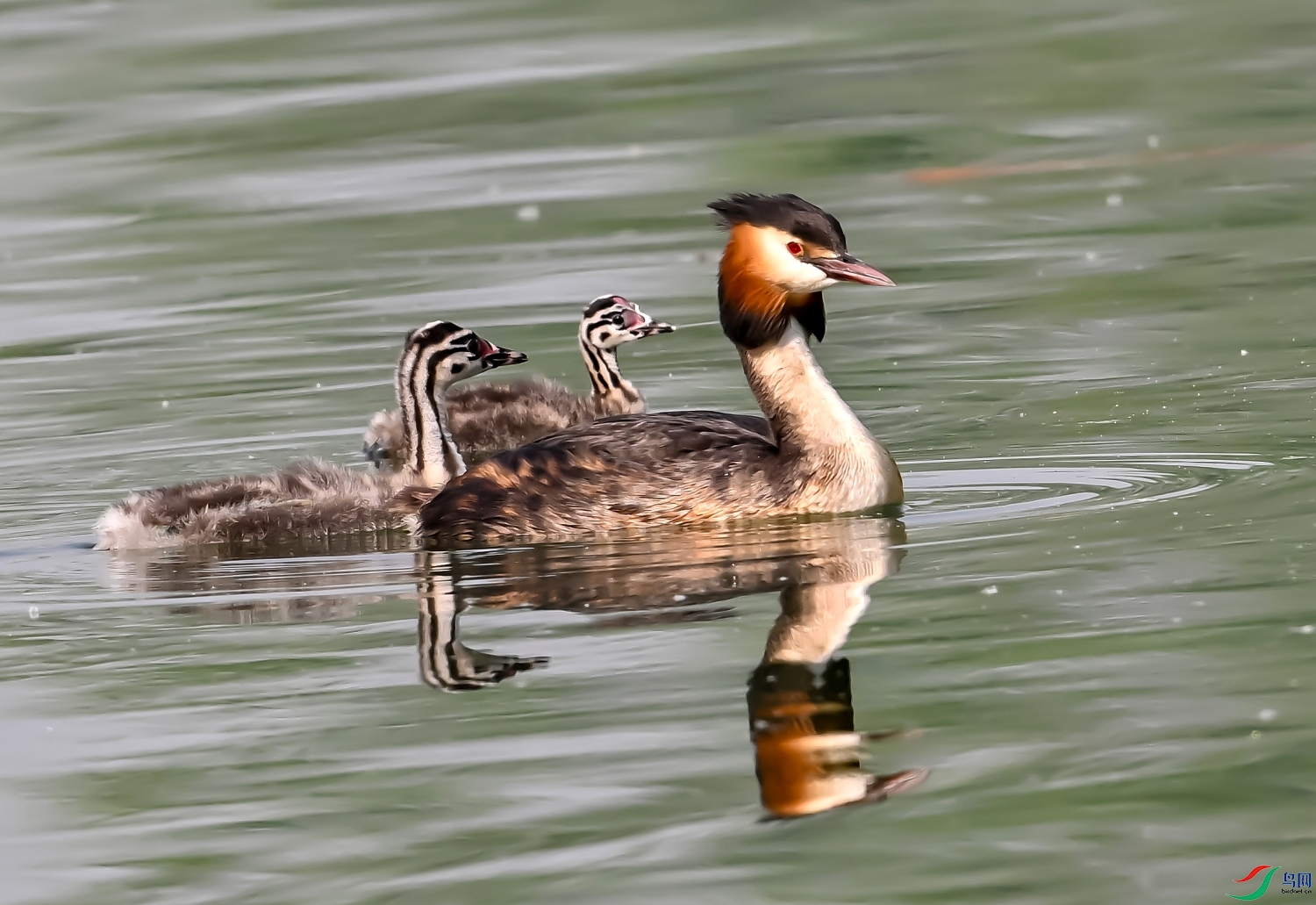 DSC_4554---_conew1.jpg