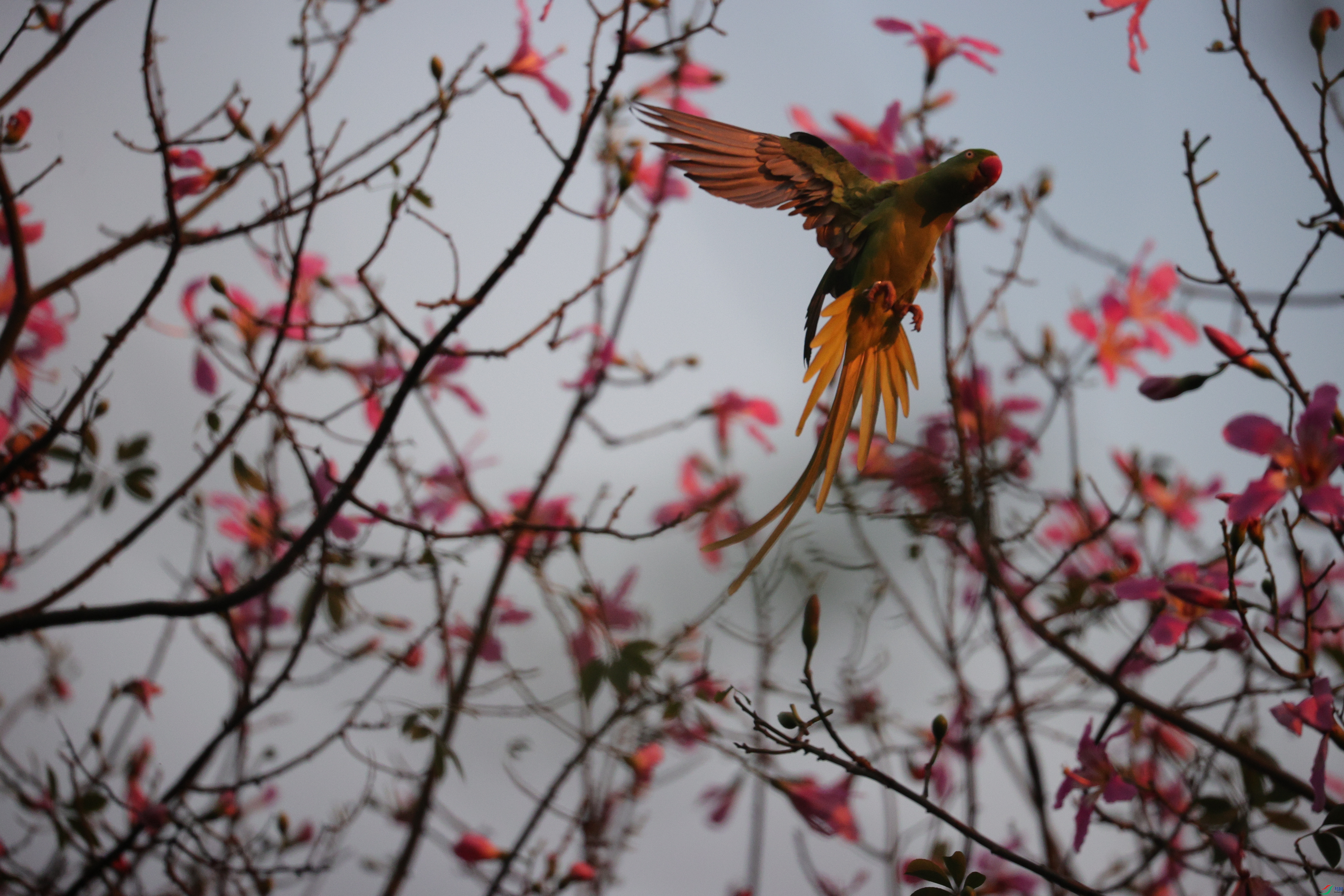 3411��ש����