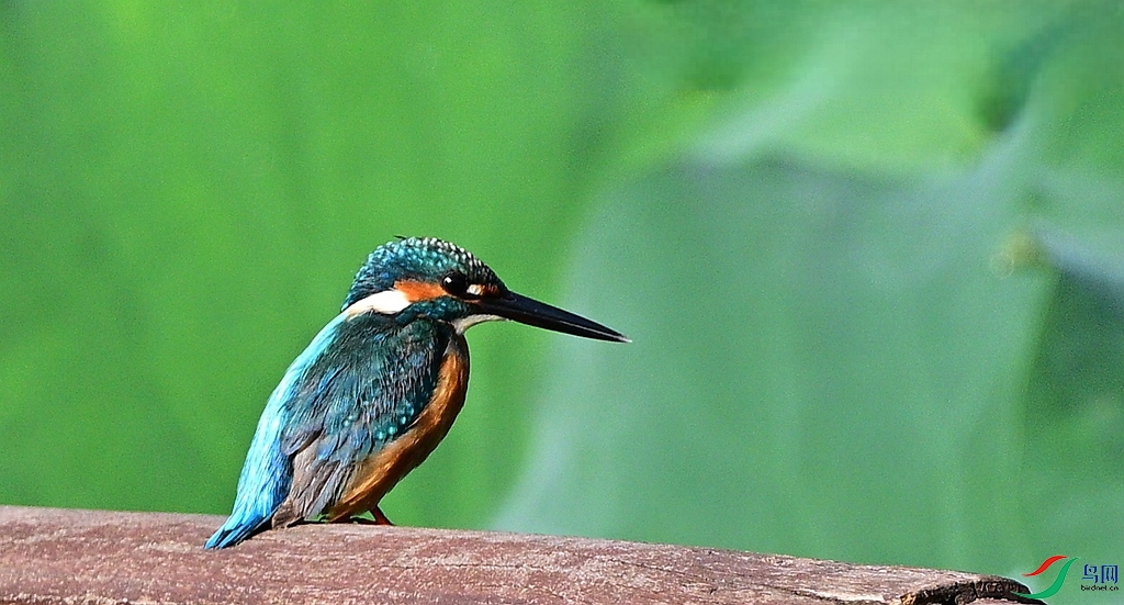 DSC_5419.JPG