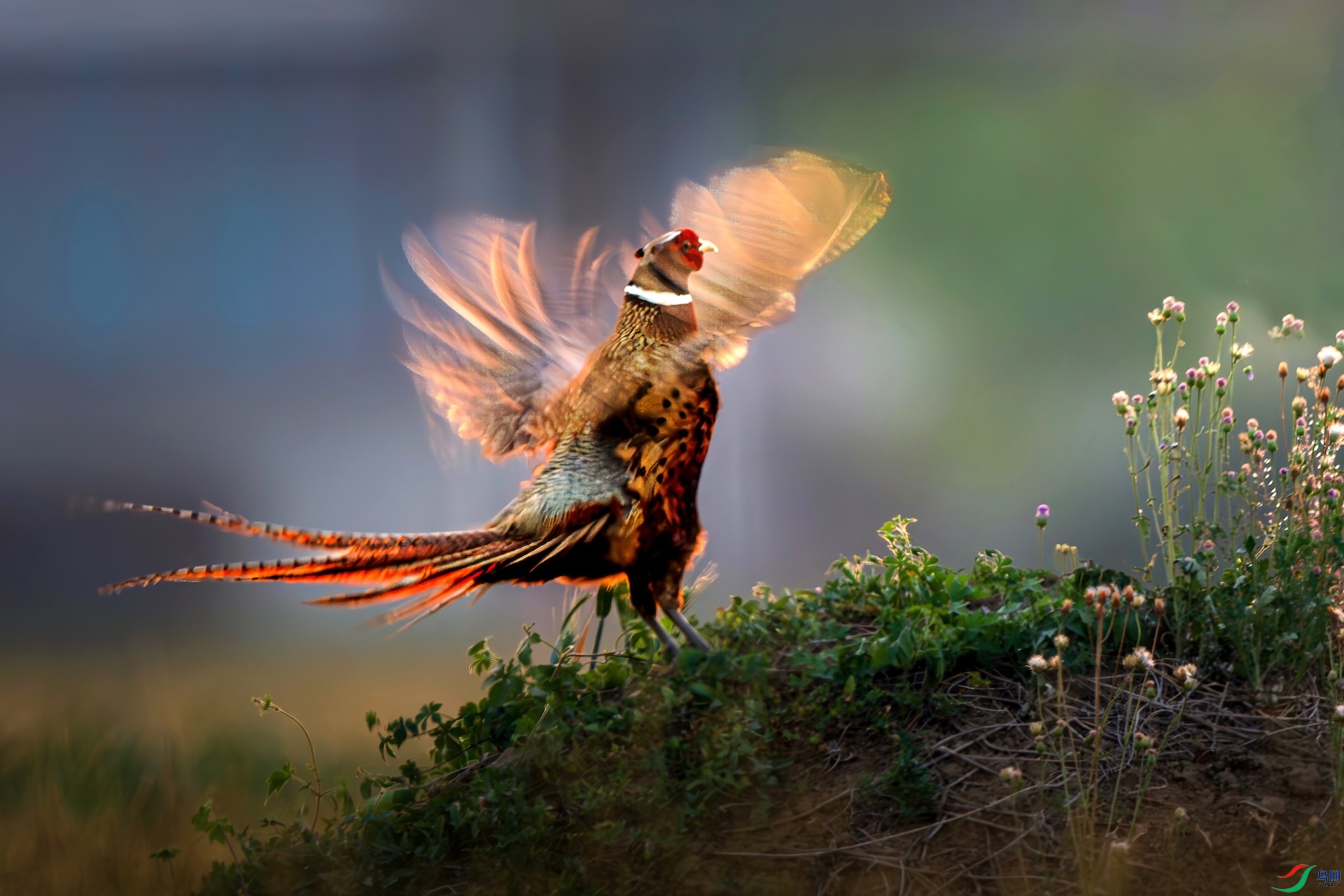 1_XXI0334-����ǿ-NR-1-1-1 2.jpeg