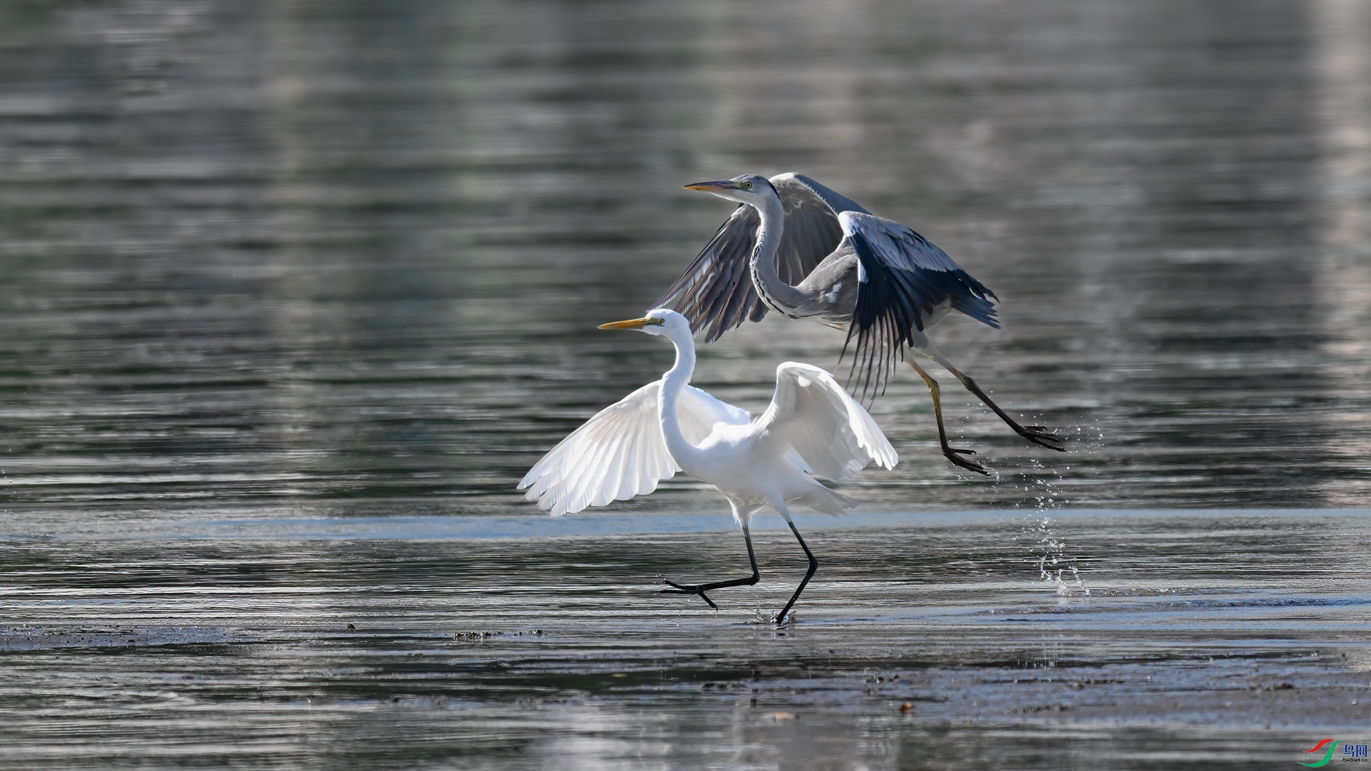 DSC_4253sen2025-1-22-6-�༭ - ����.jpg