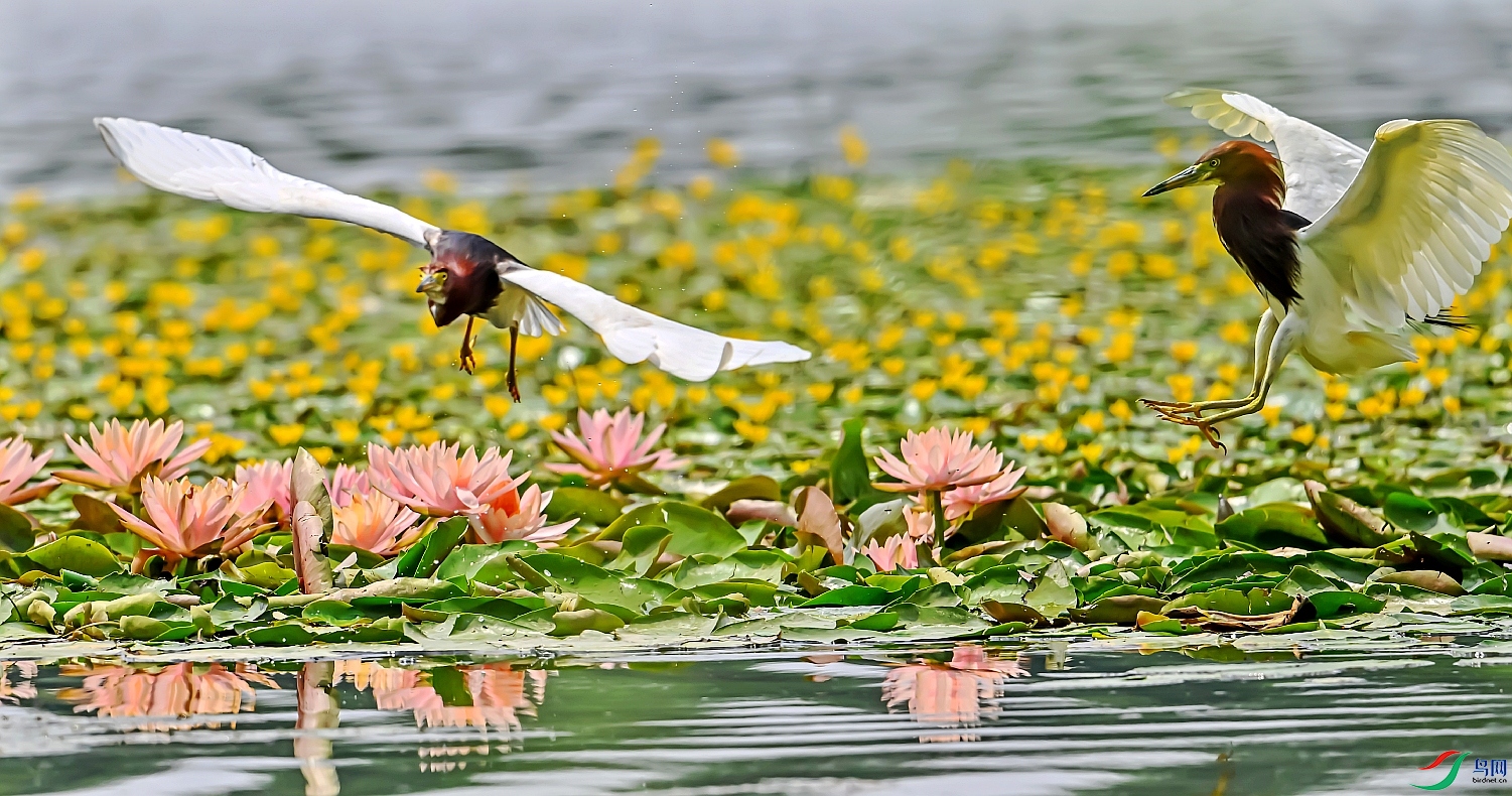 DSC_4871---_conew1.jpg