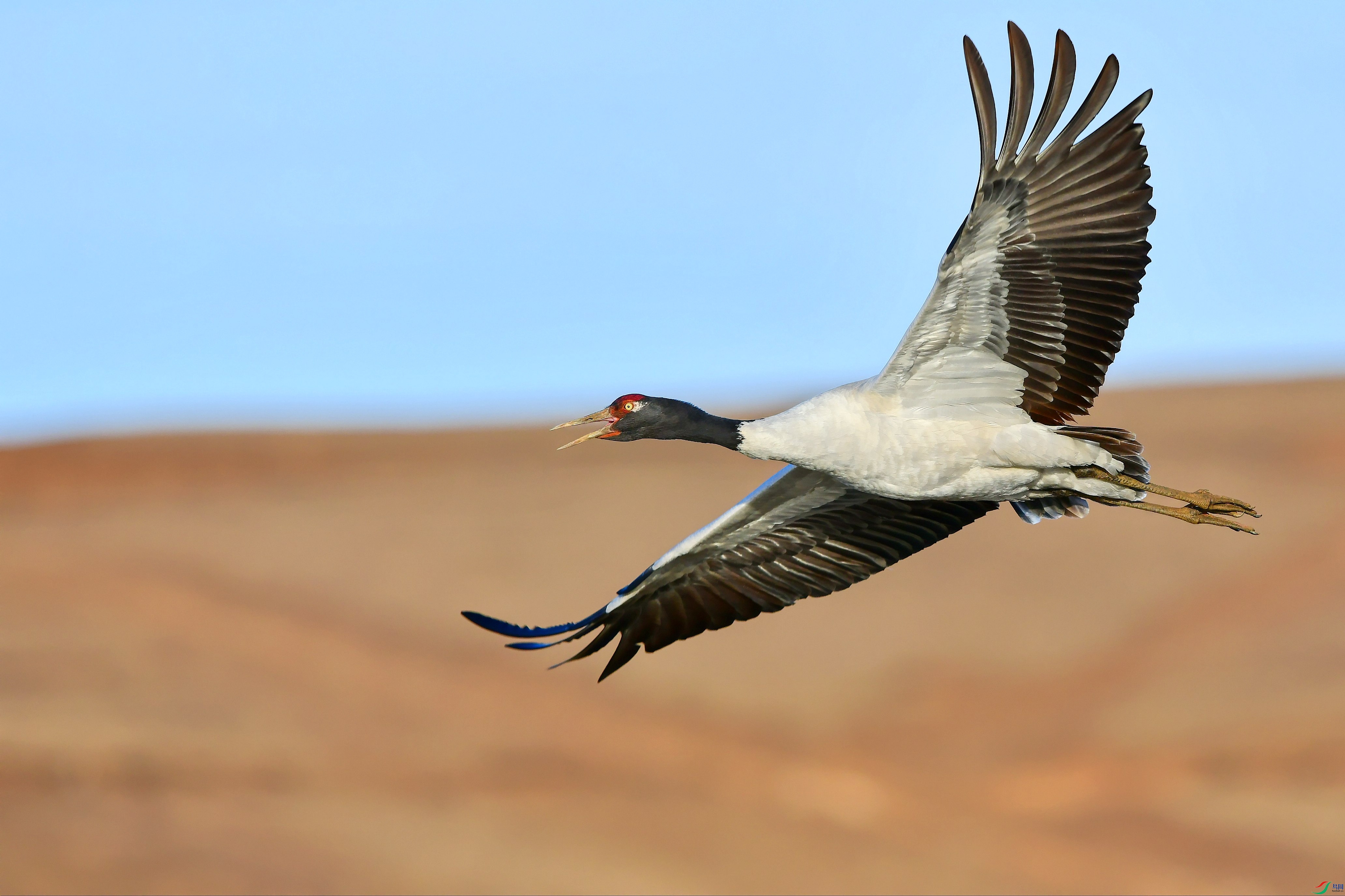 DSC_6093_conew2.jpg