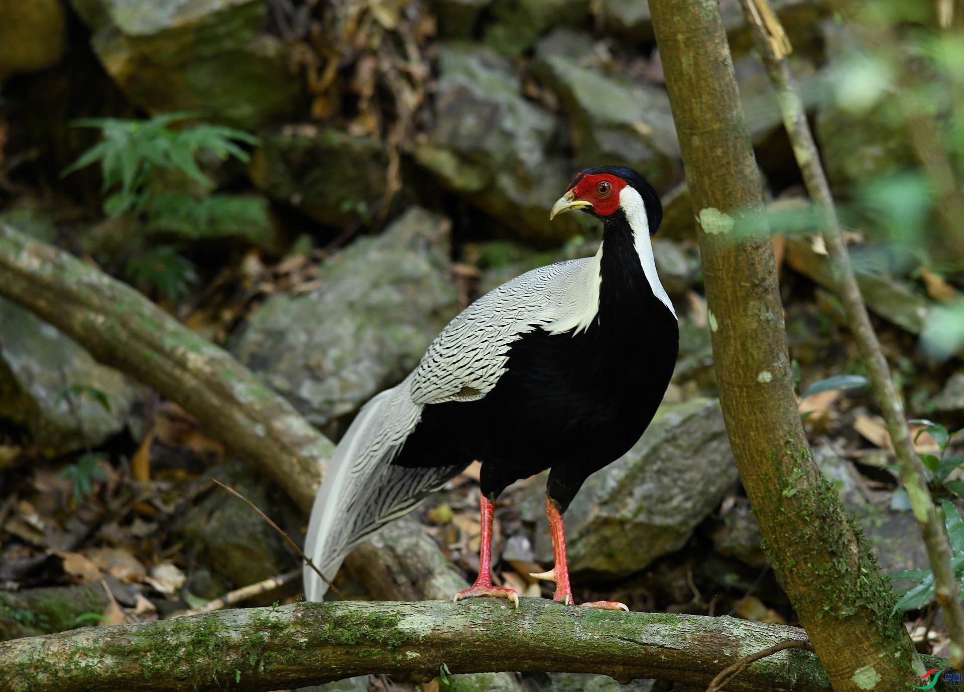 DSC_2335.jpg