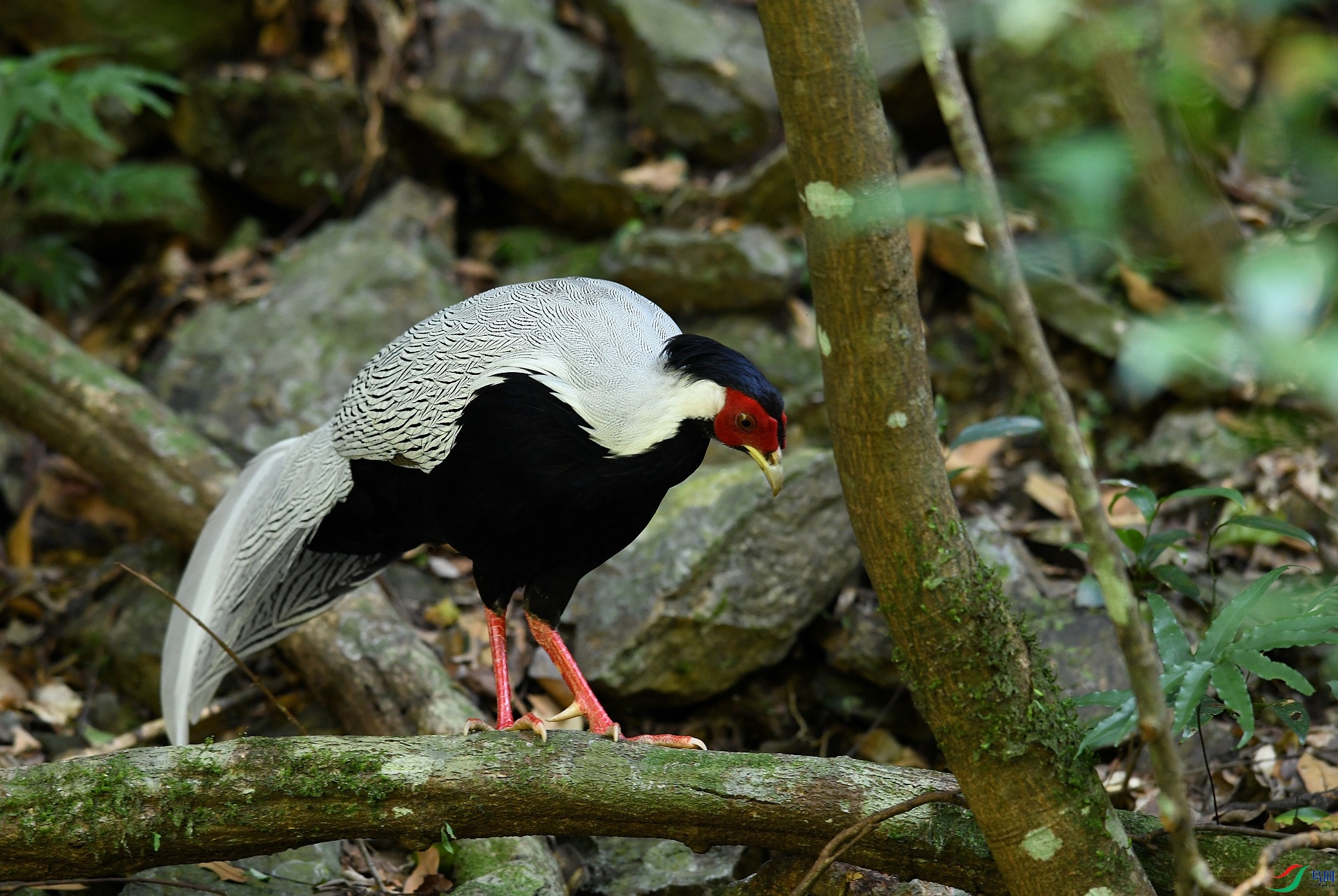 DSC_2333.jpg
