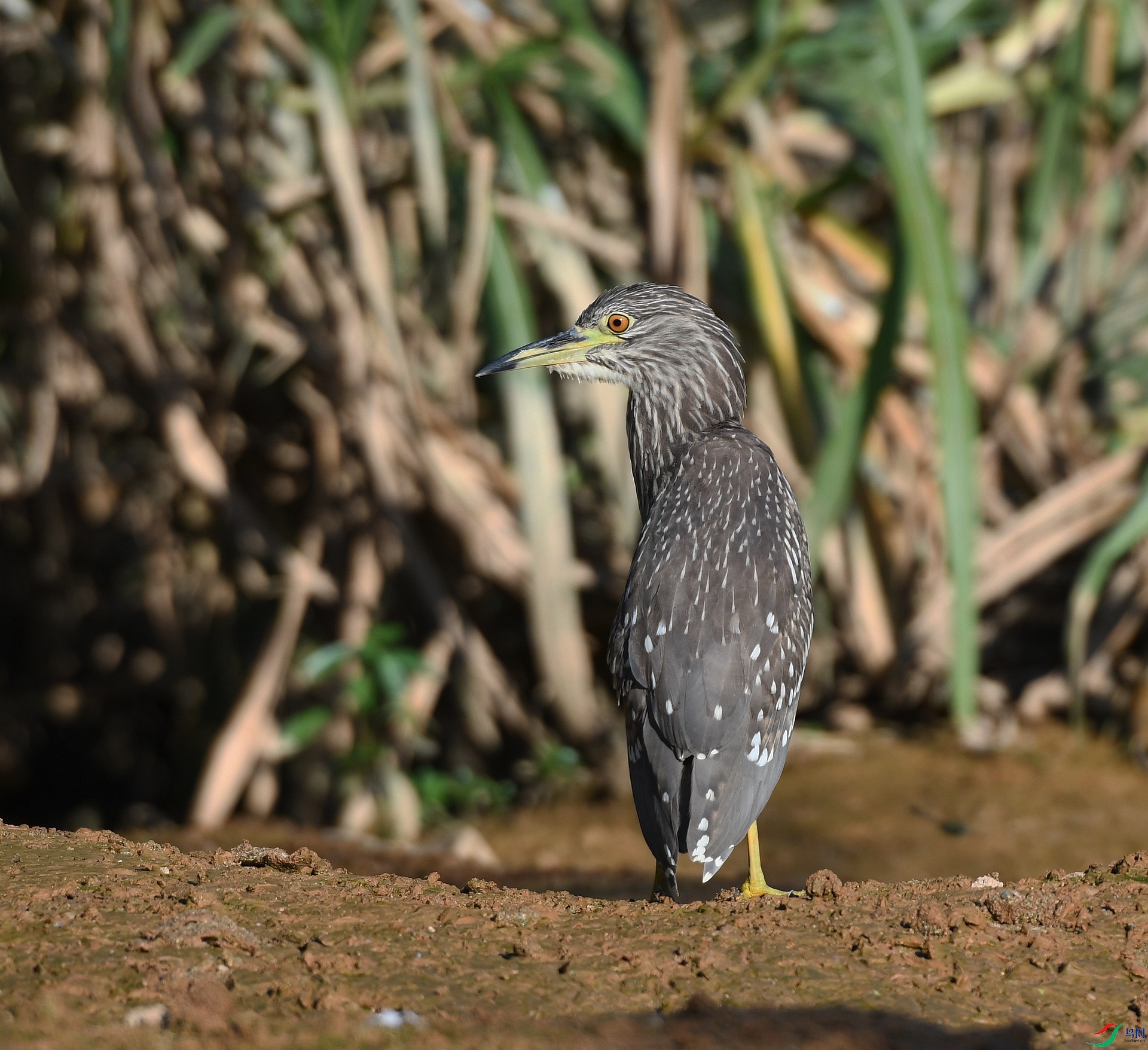 DSC_5254.jpg