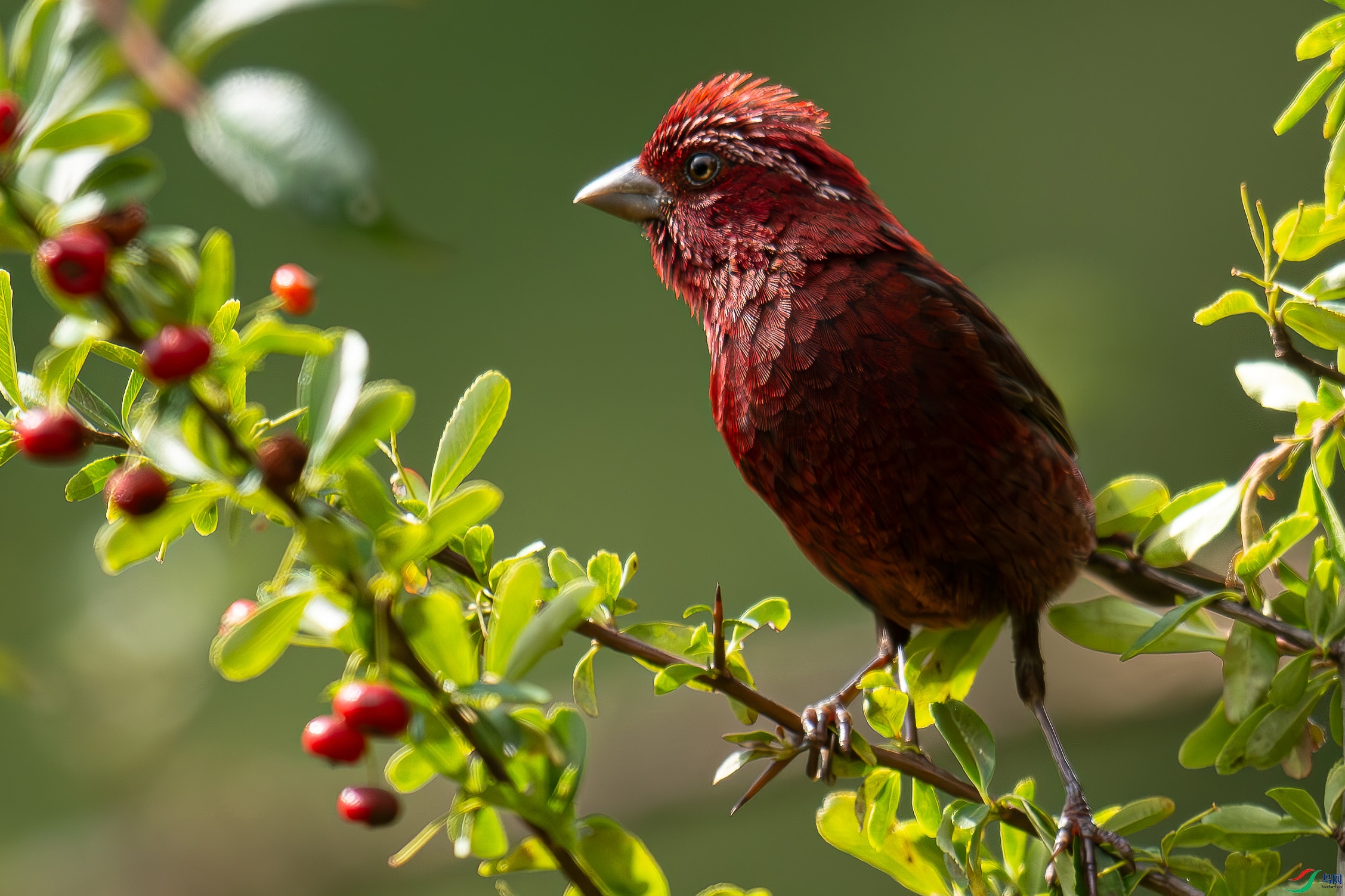 DSC_7838-����ǿ-NR1_1.jpg
