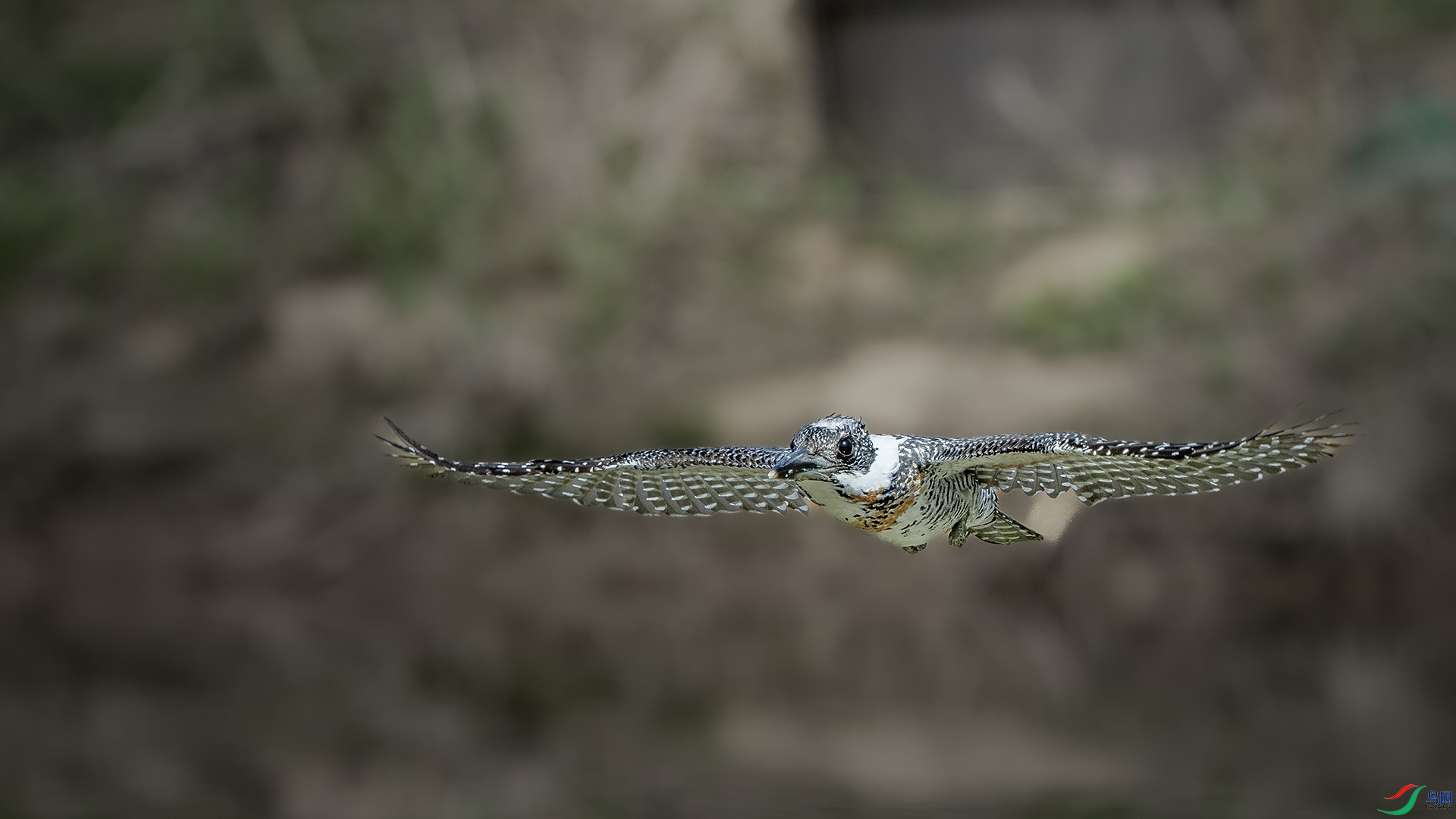 DSC_5011.jpg