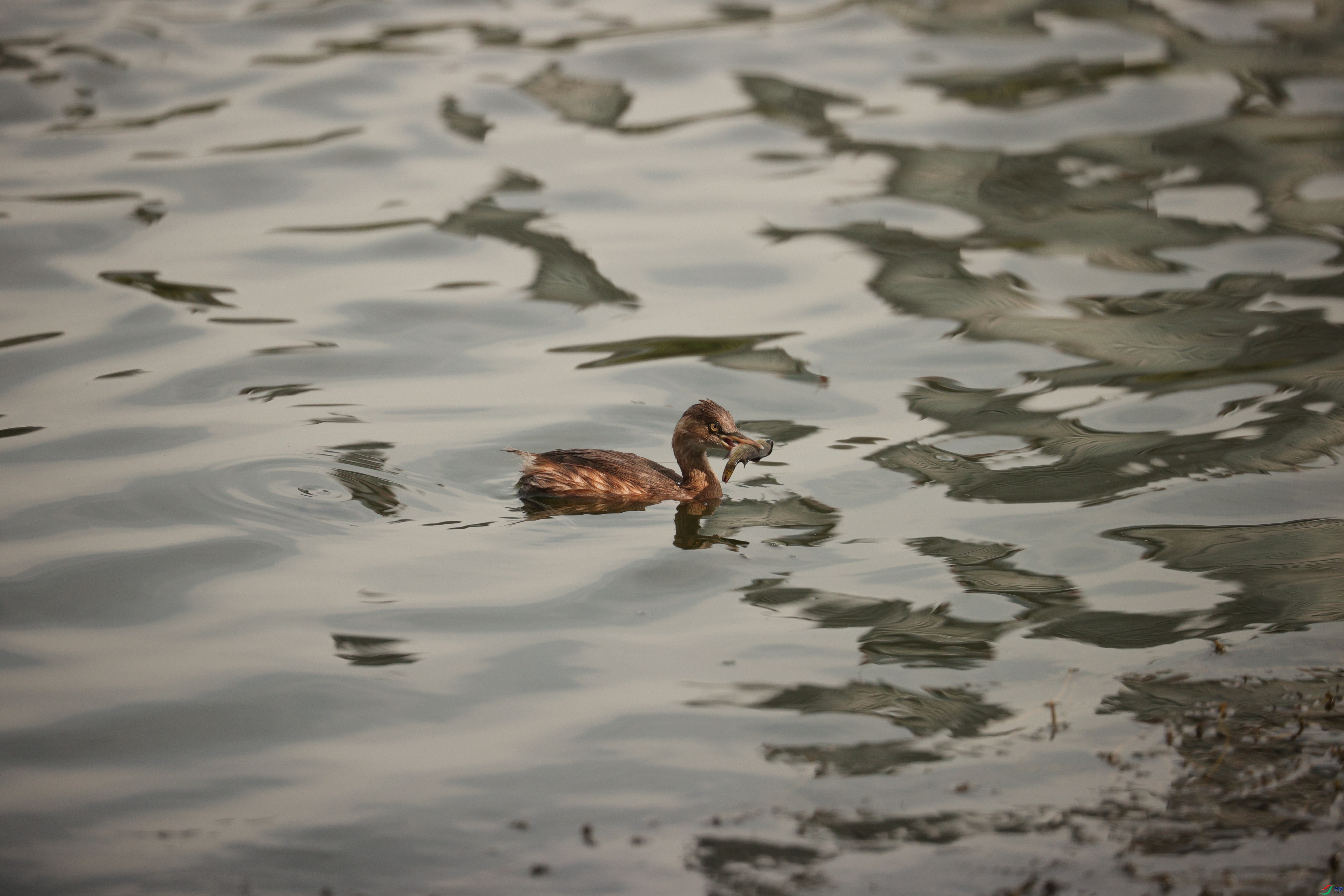 3503��ש����