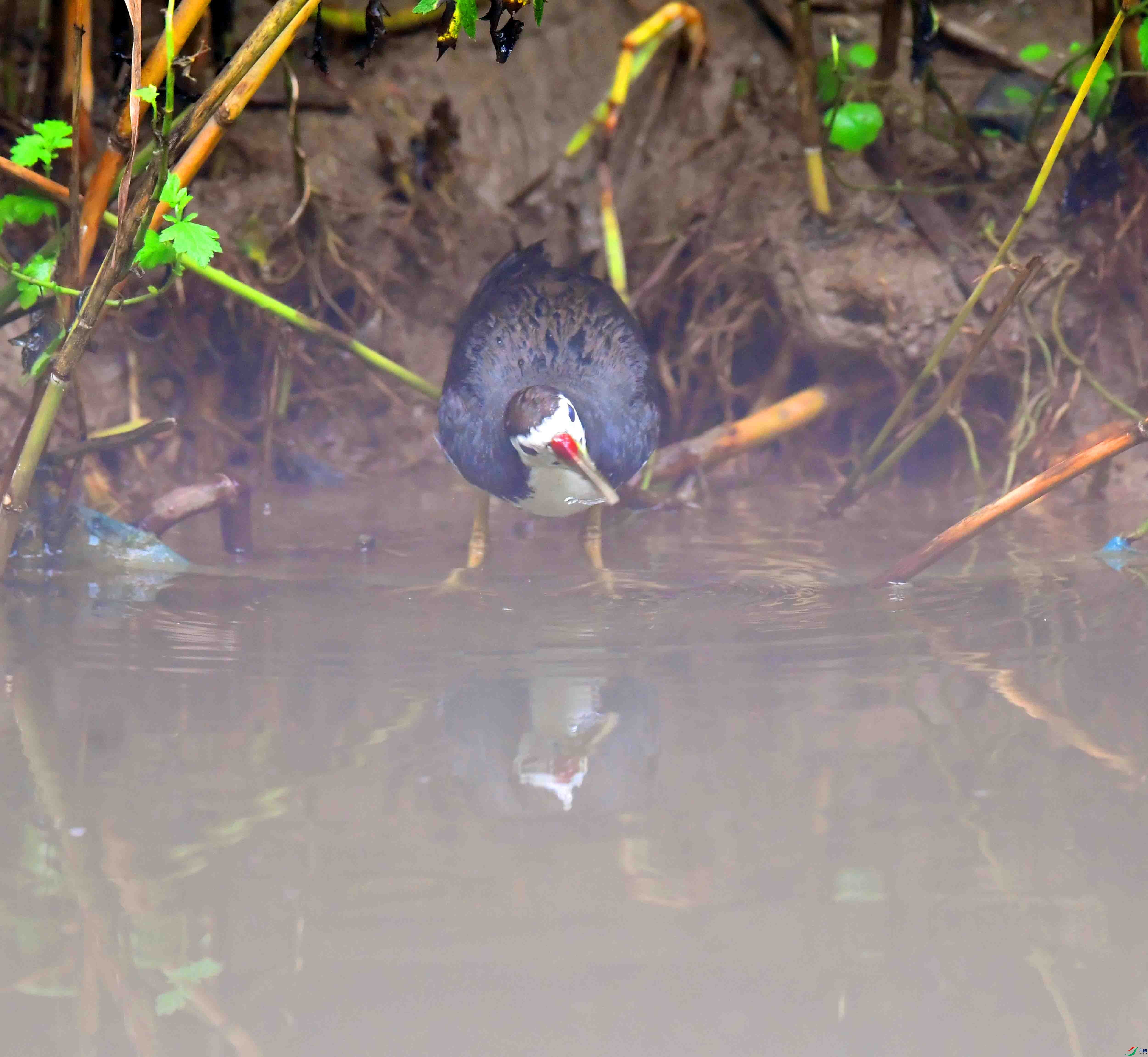 DSC_4572.JPG