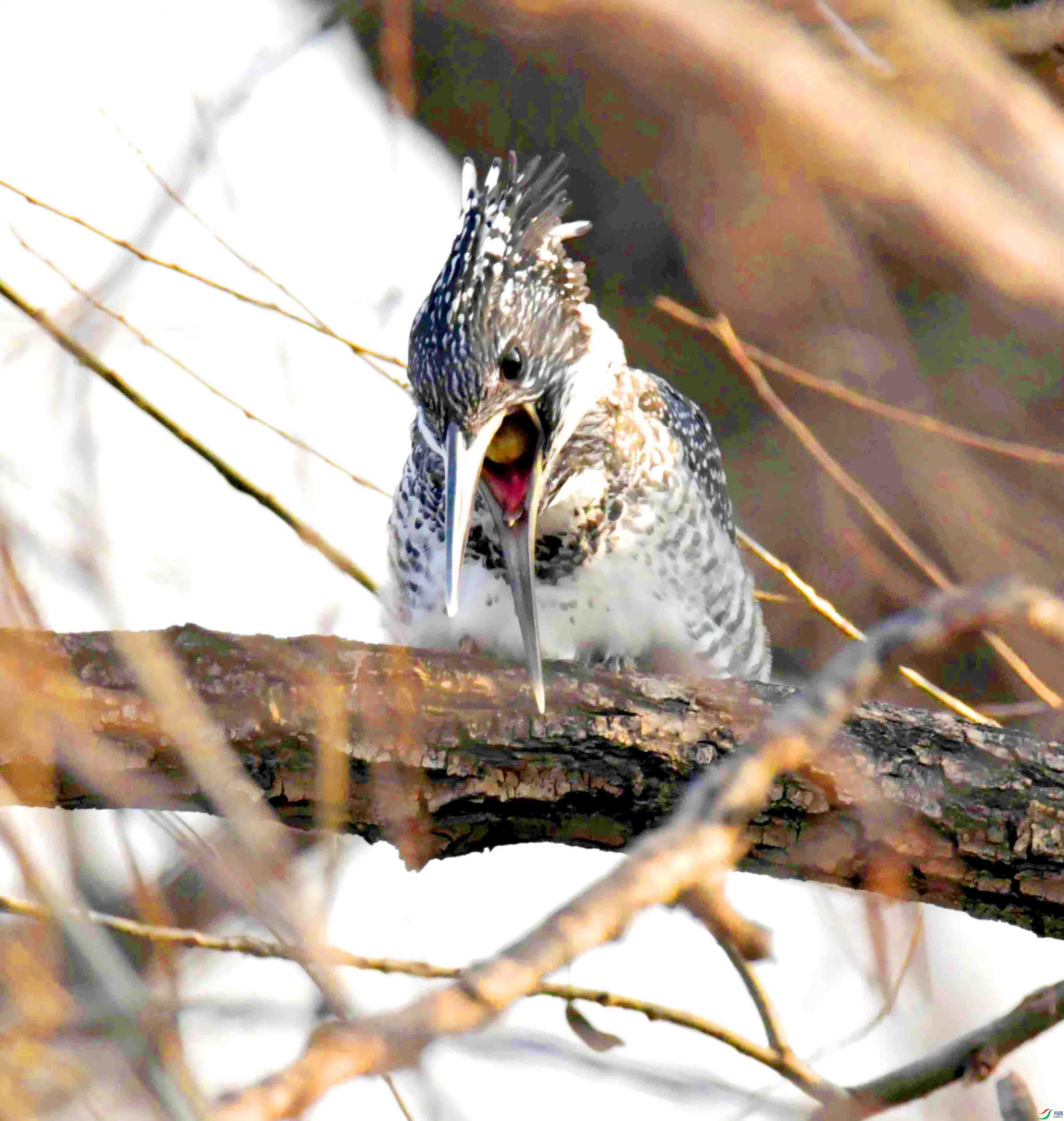 DSC_3646.JPG