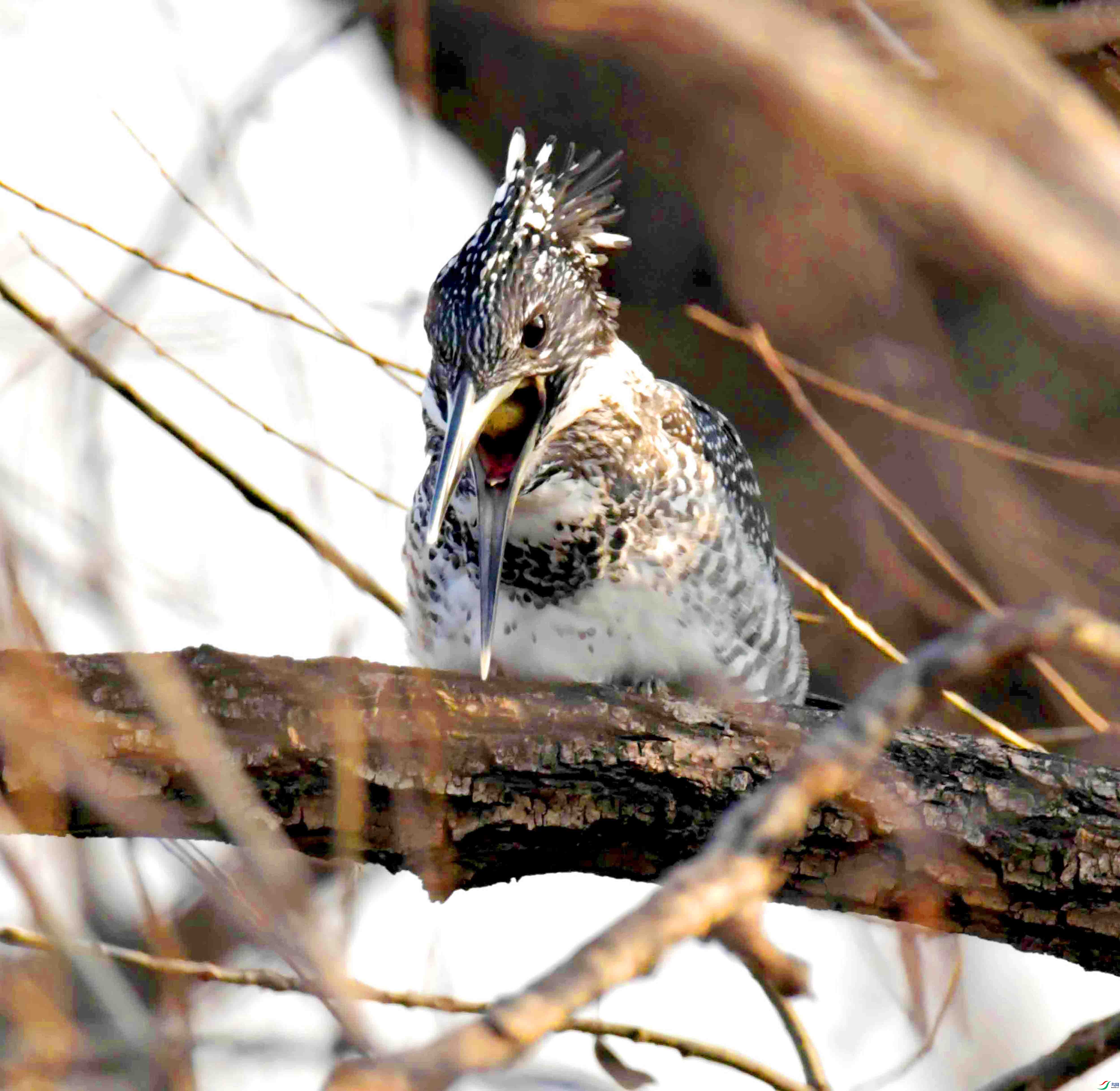 DSC_3649.JPG